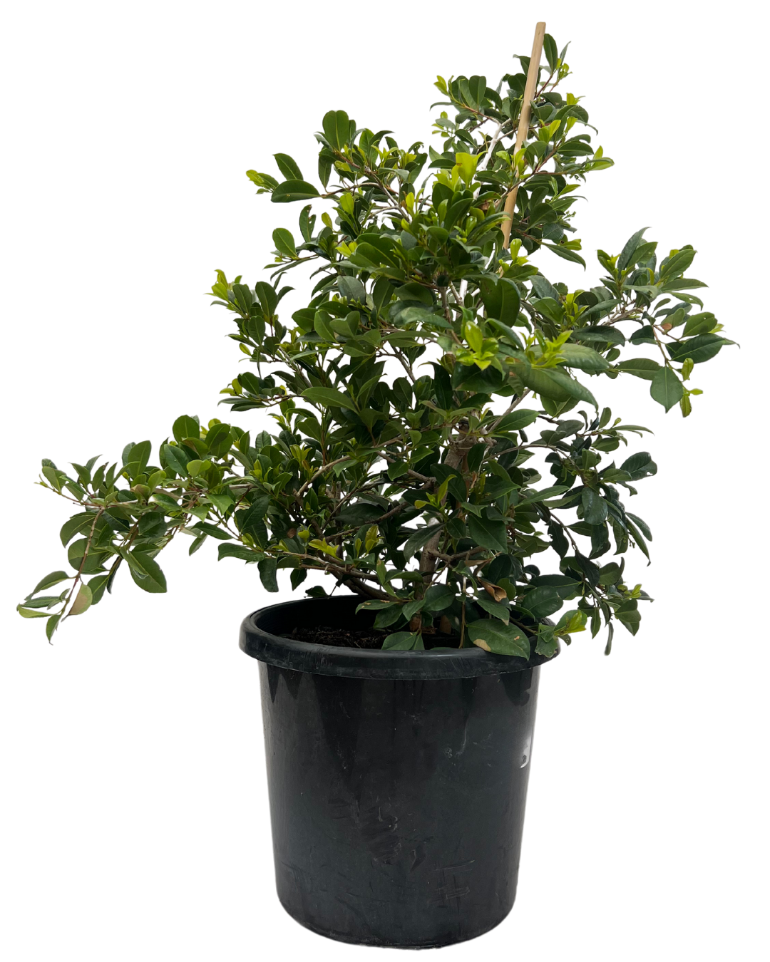 Syzygium Resilience