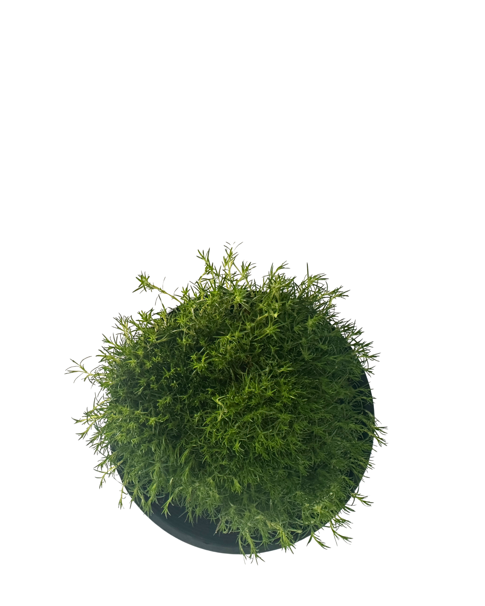 Pearlwort Irish Moss - Sagina Subulata Green