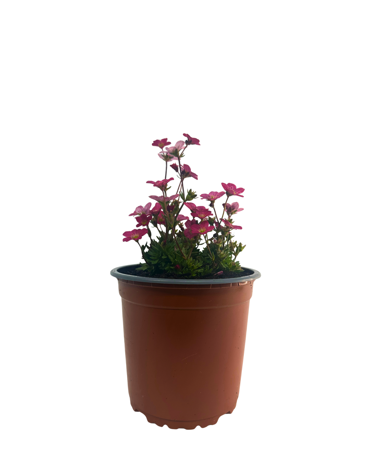 Saxifraga Alpino Early Carnival