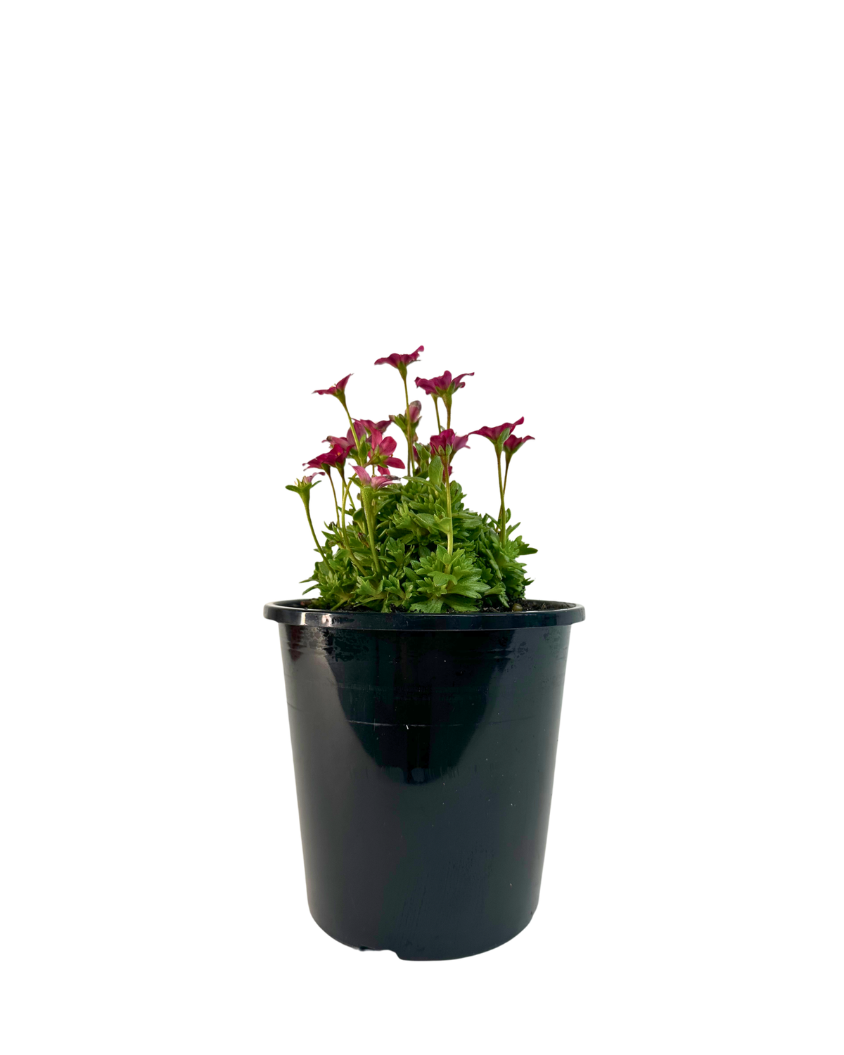 Saxifraga Alpino Rose