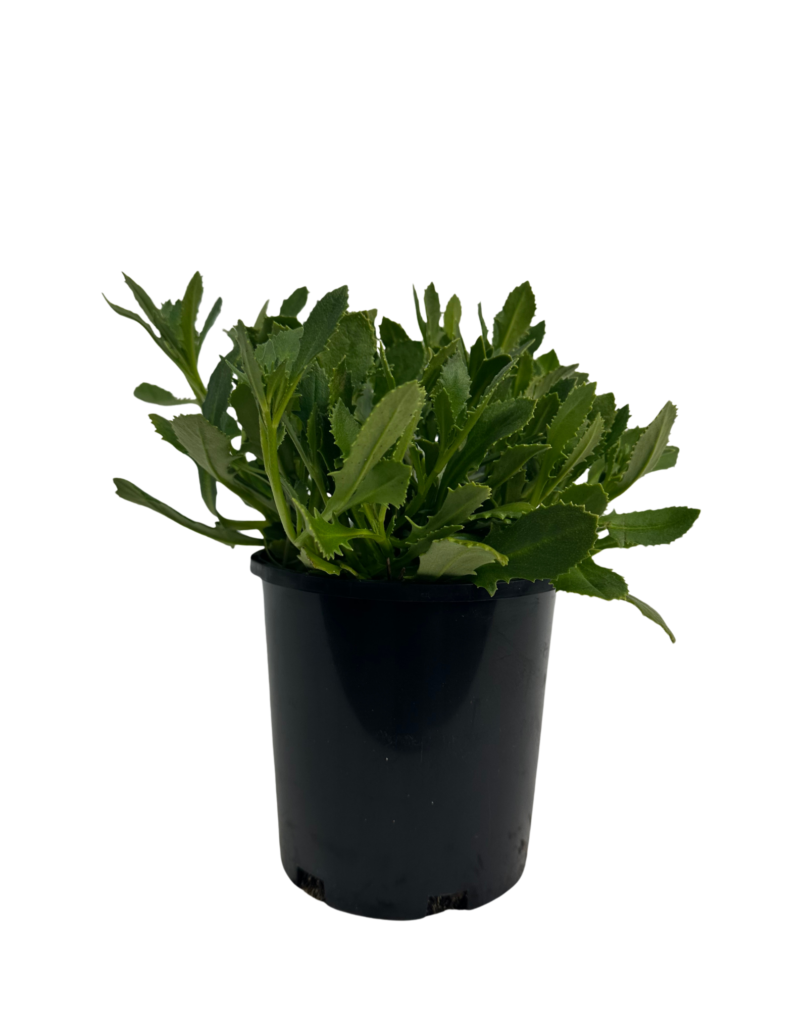 Scaevola Bondi White