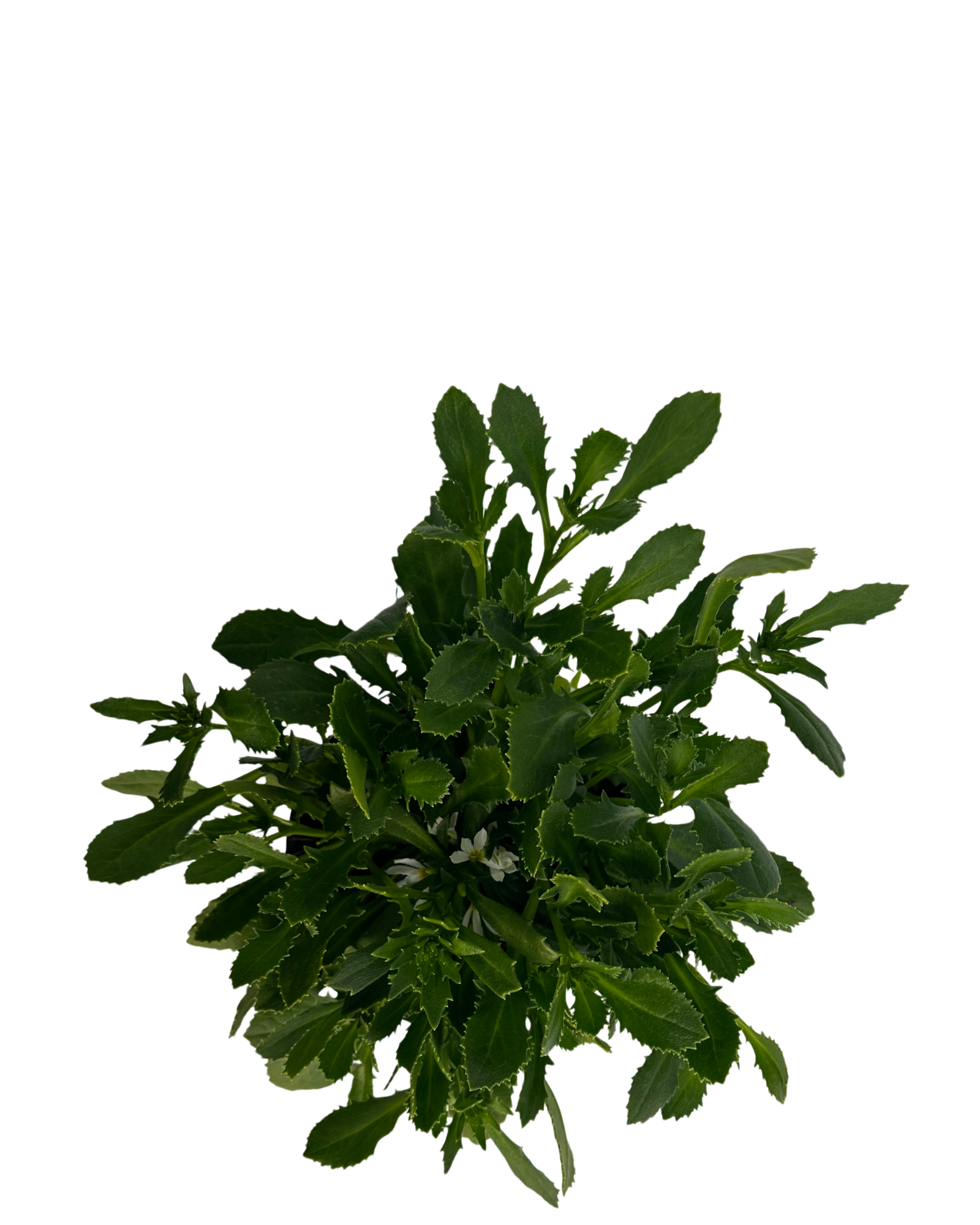 Scaevola Bondi White
