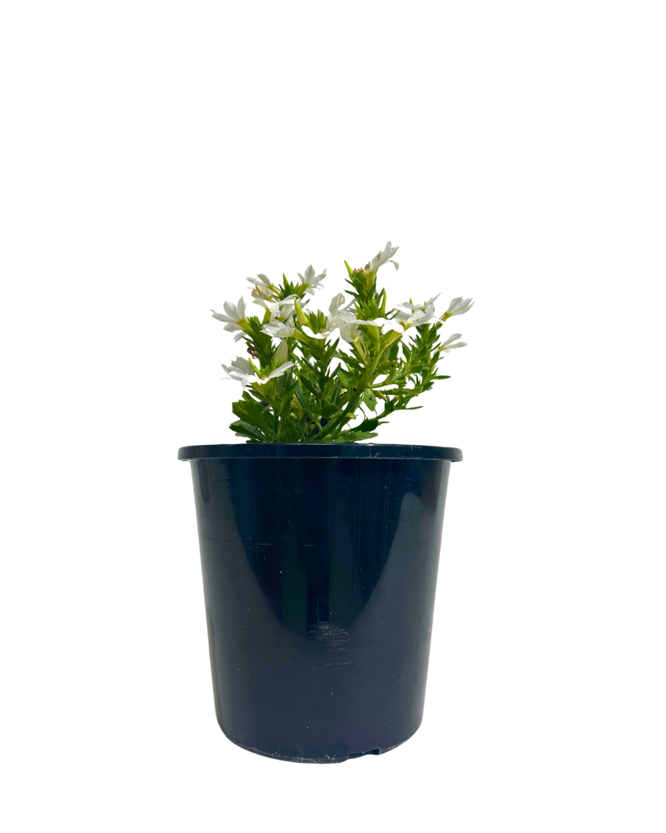 Scaevola Touch White