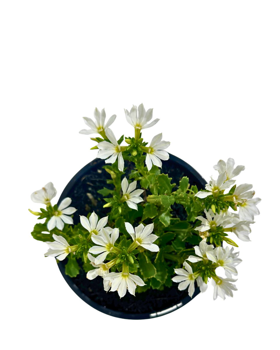 Scaevola Touch White