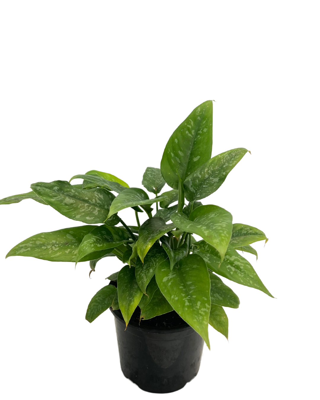 Schismatoglothic Spotty