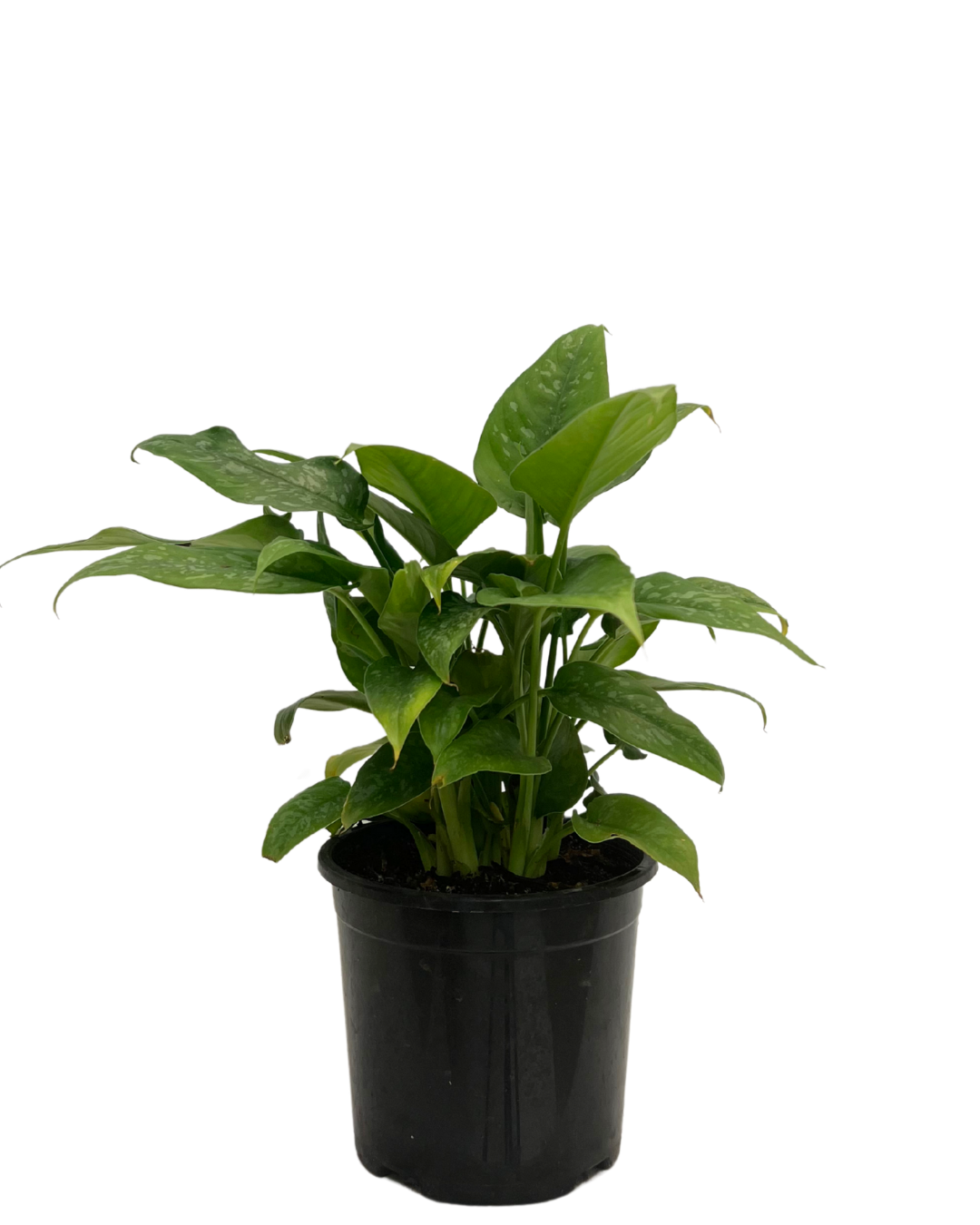 Schismatoglothic Spotty