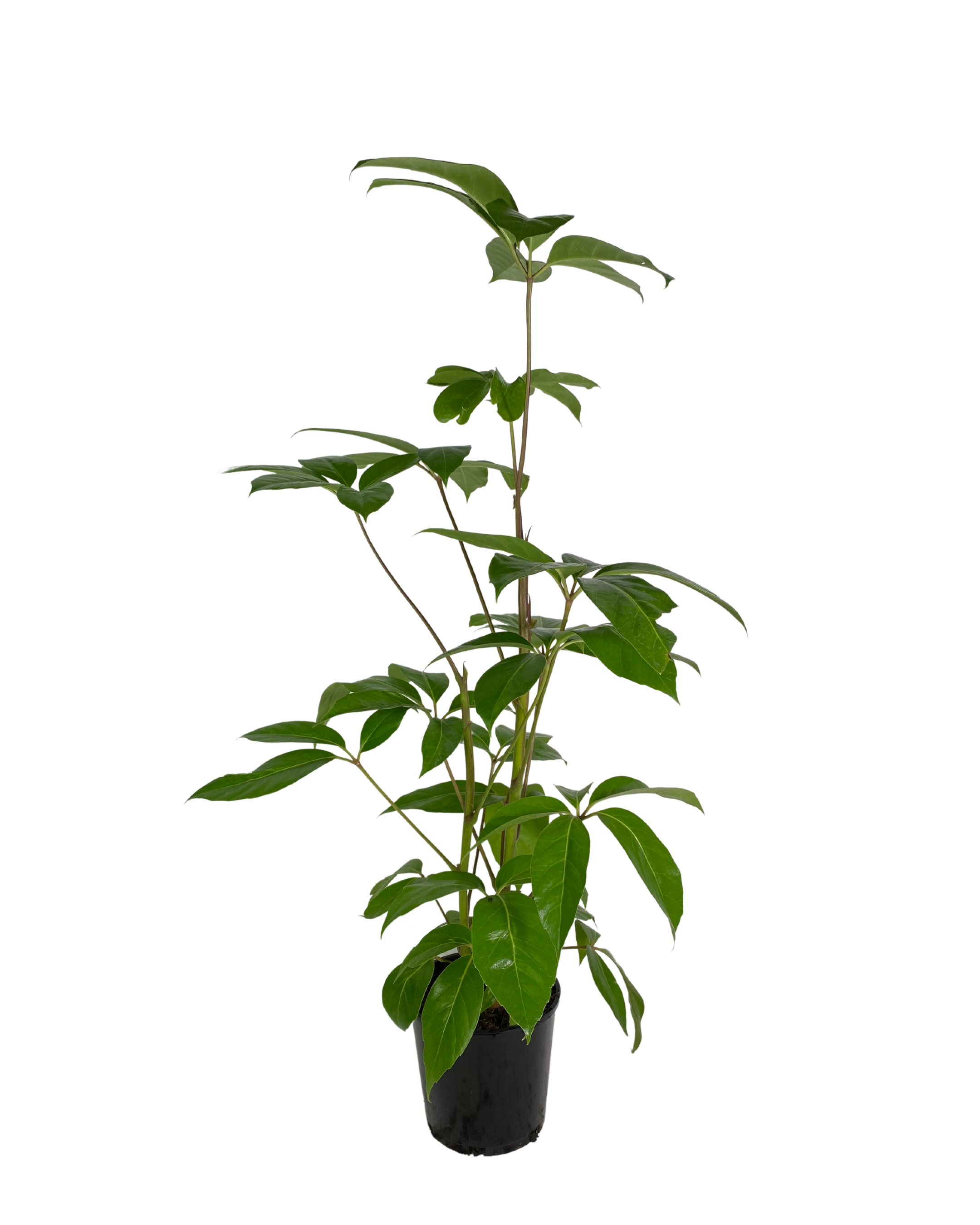 Schefflera Amate
