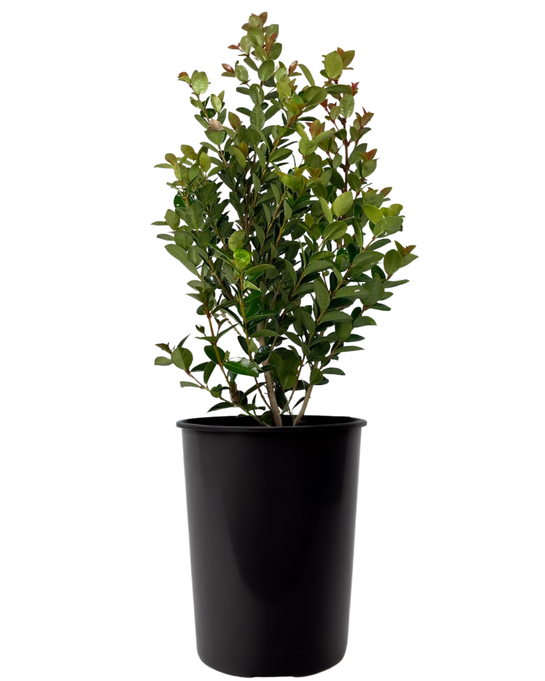 Syzygium Orange Twist