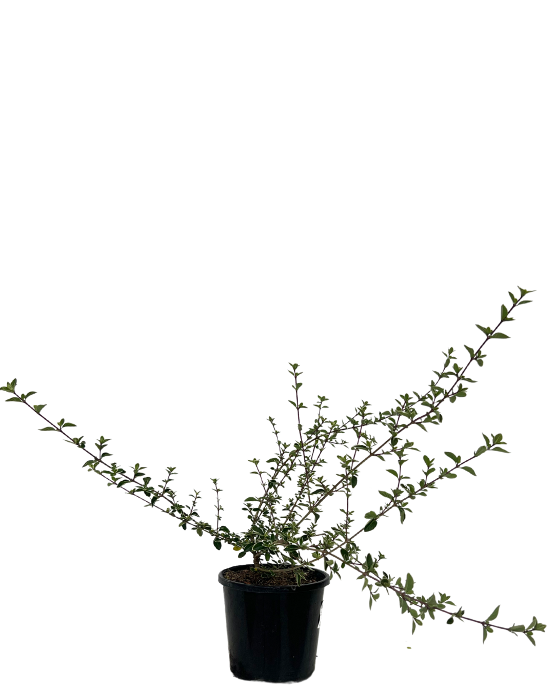 Serissa White Snow