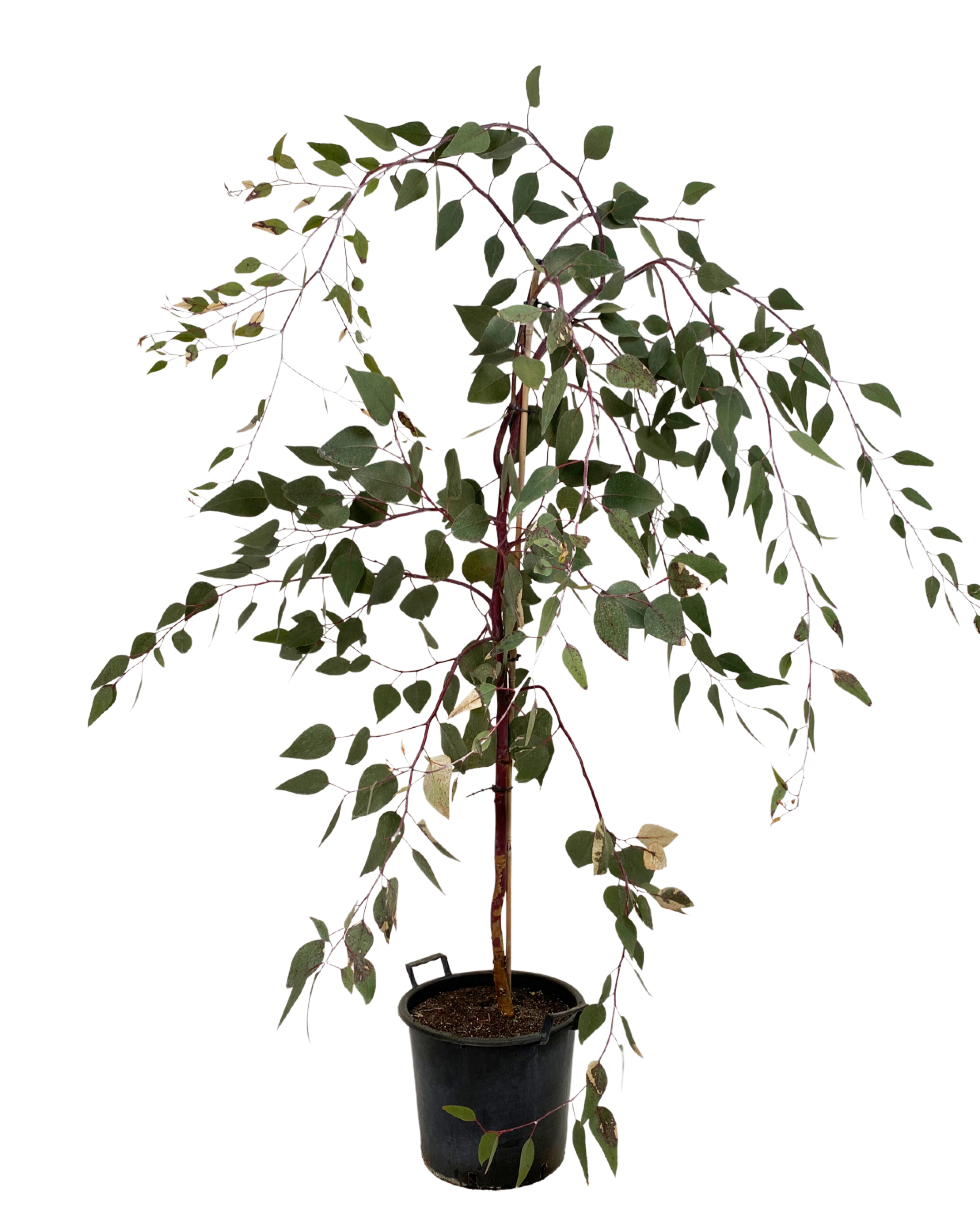Eucalyptus Caesia Silver Princess