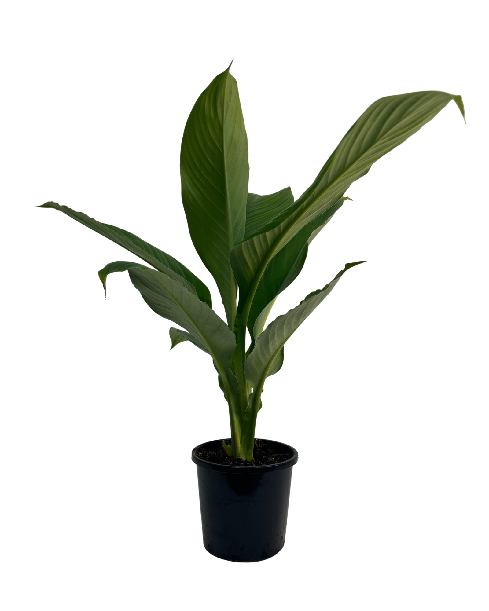 Spathiphyllum Sensation
