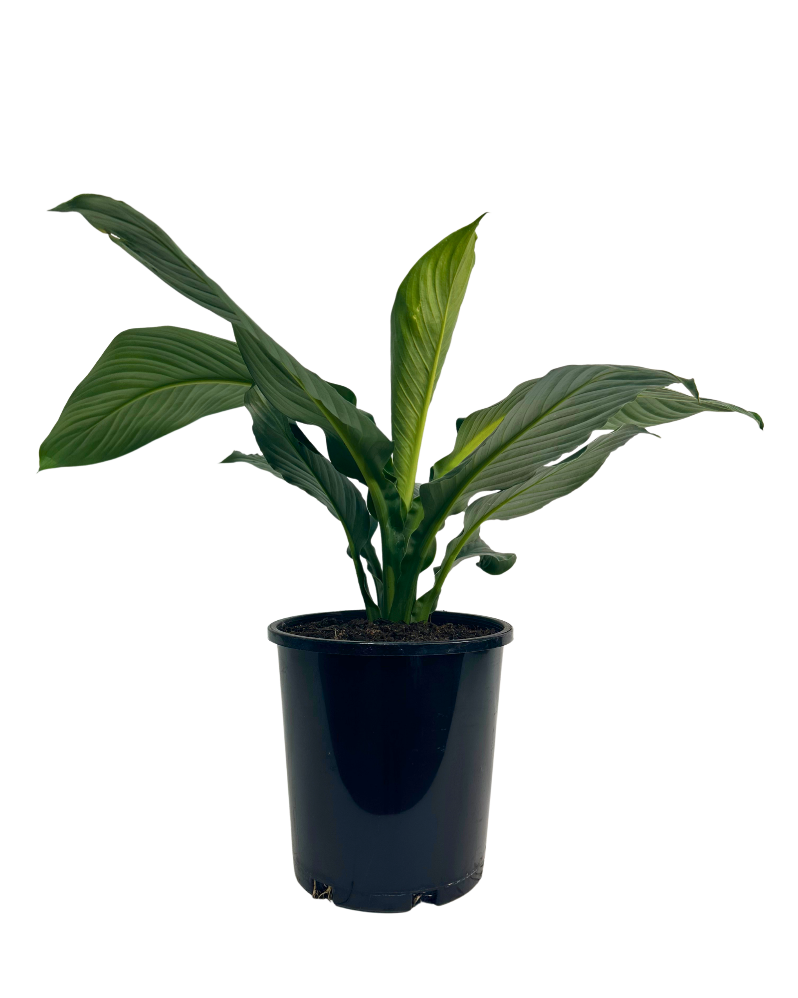 Spathiphyllum Sensation