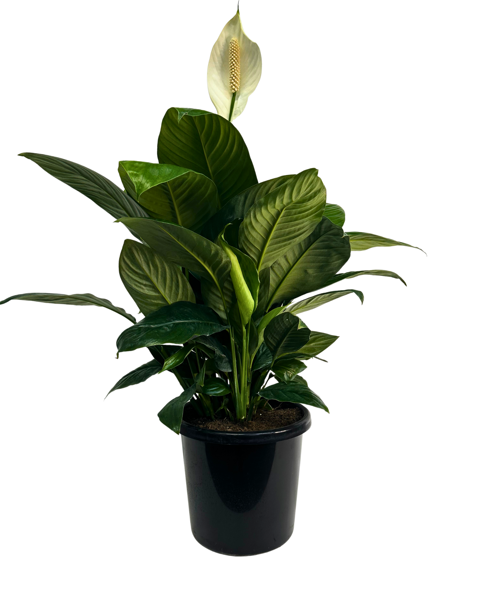 Spathiphyllum Sensation