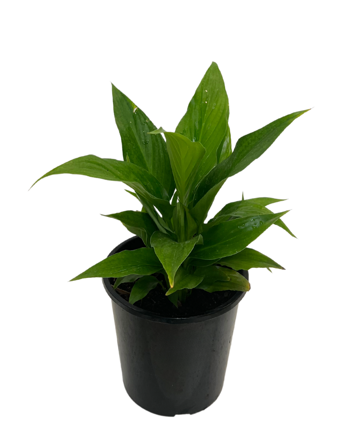 Peace Lily - Spathiphyllum Sweet Rocco
