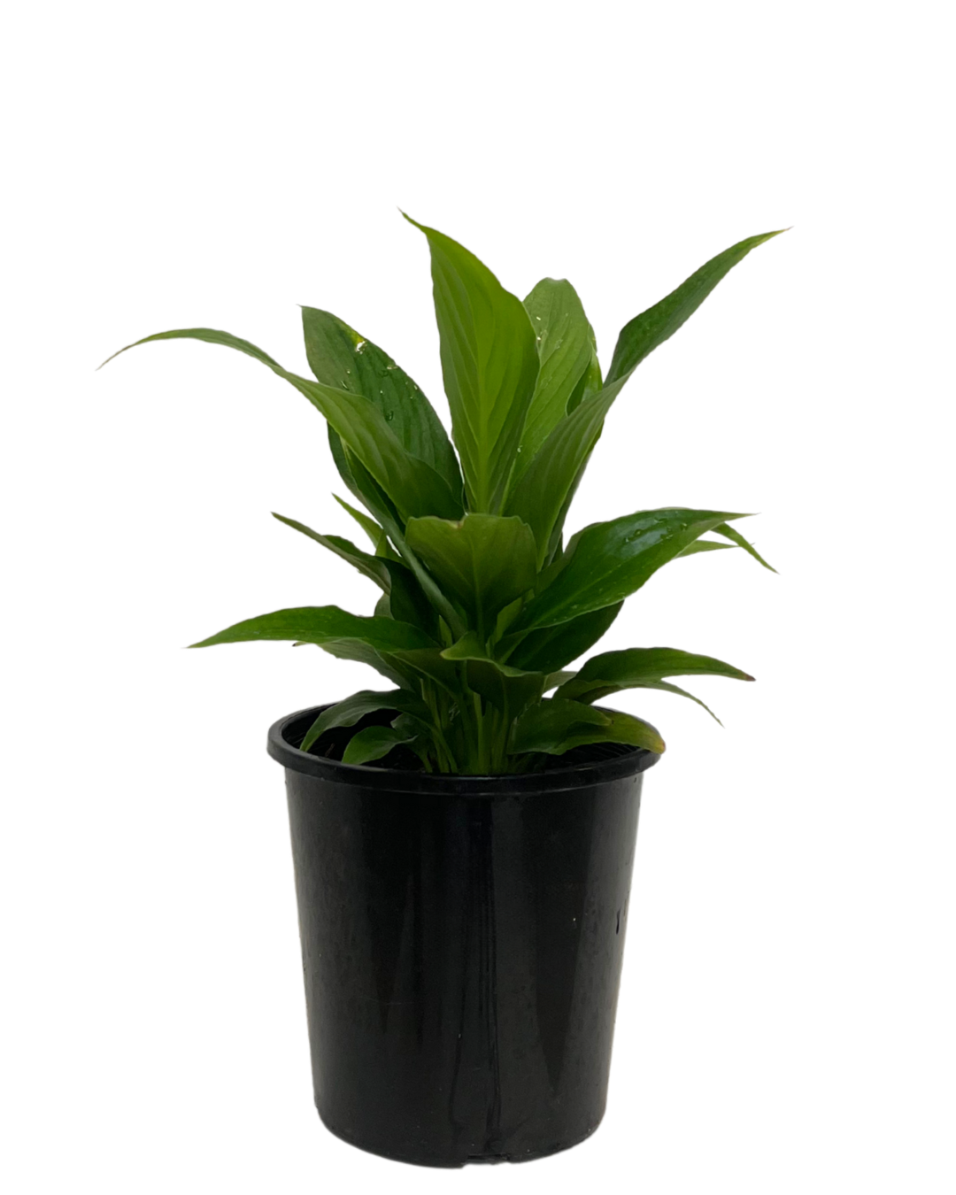 Peace Lily - Spathiphyllum Sweet Rocco