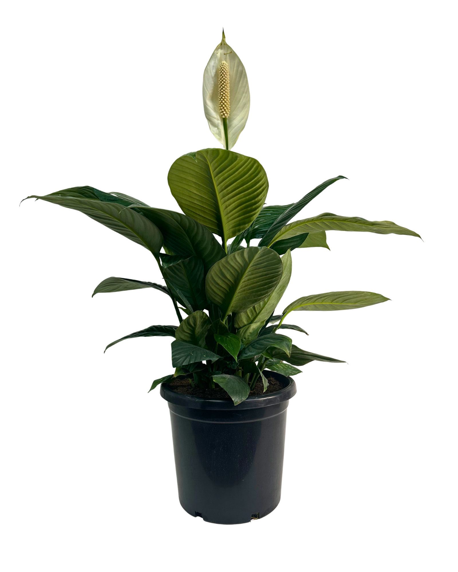 Spathiphyllum