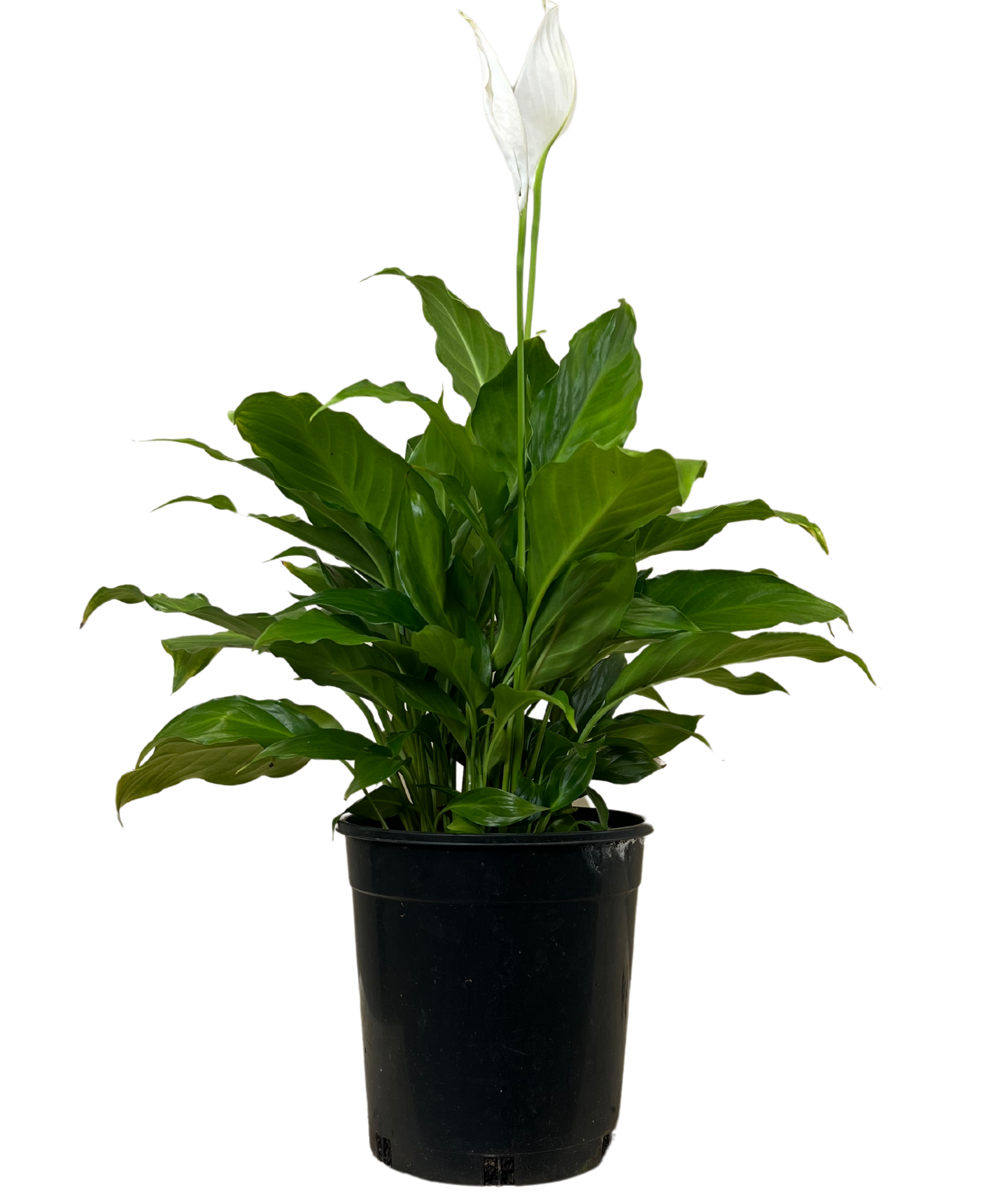 peace lily plant spathiphyllum clevelandii Spathiphyllum Sweet Romano | Indoor Plant Perth