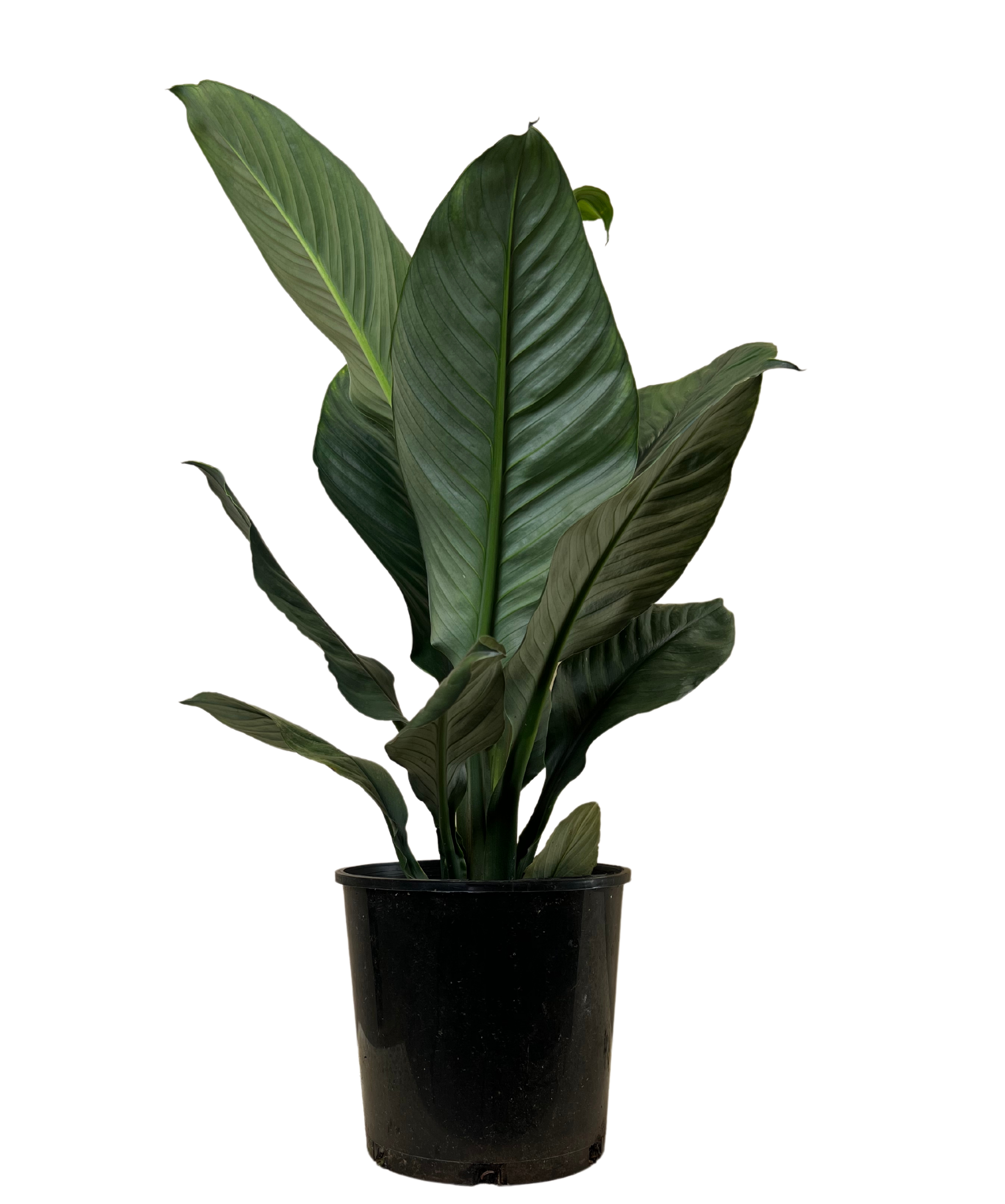 Peace Lily - Spathiphyllum Sensation
