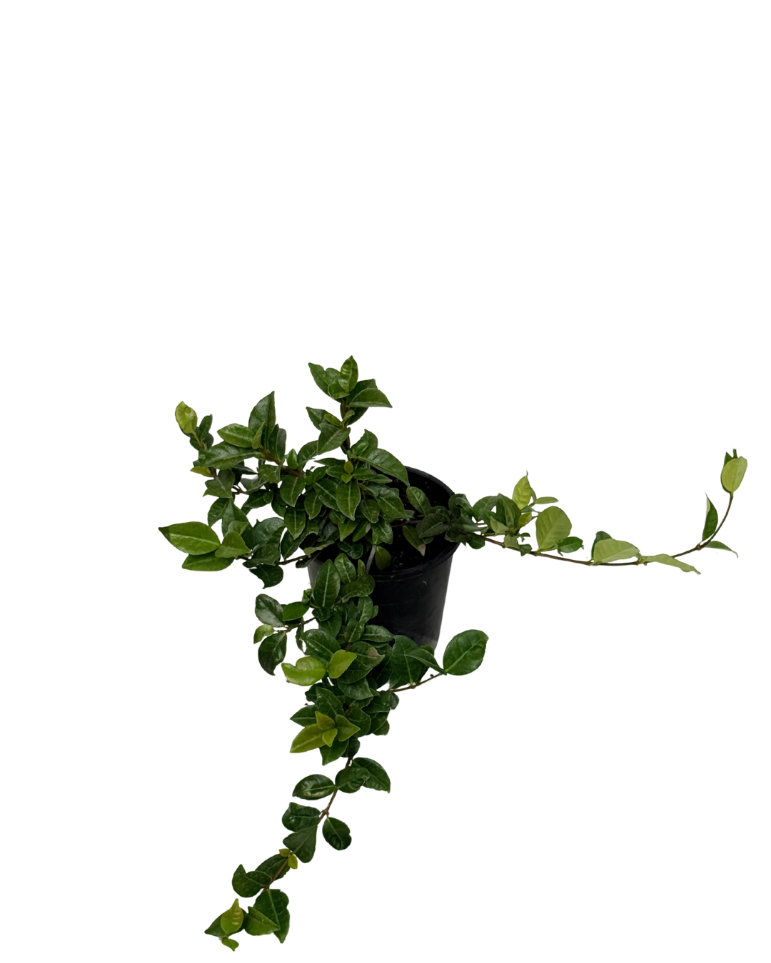Trachelospermum Aziaticum