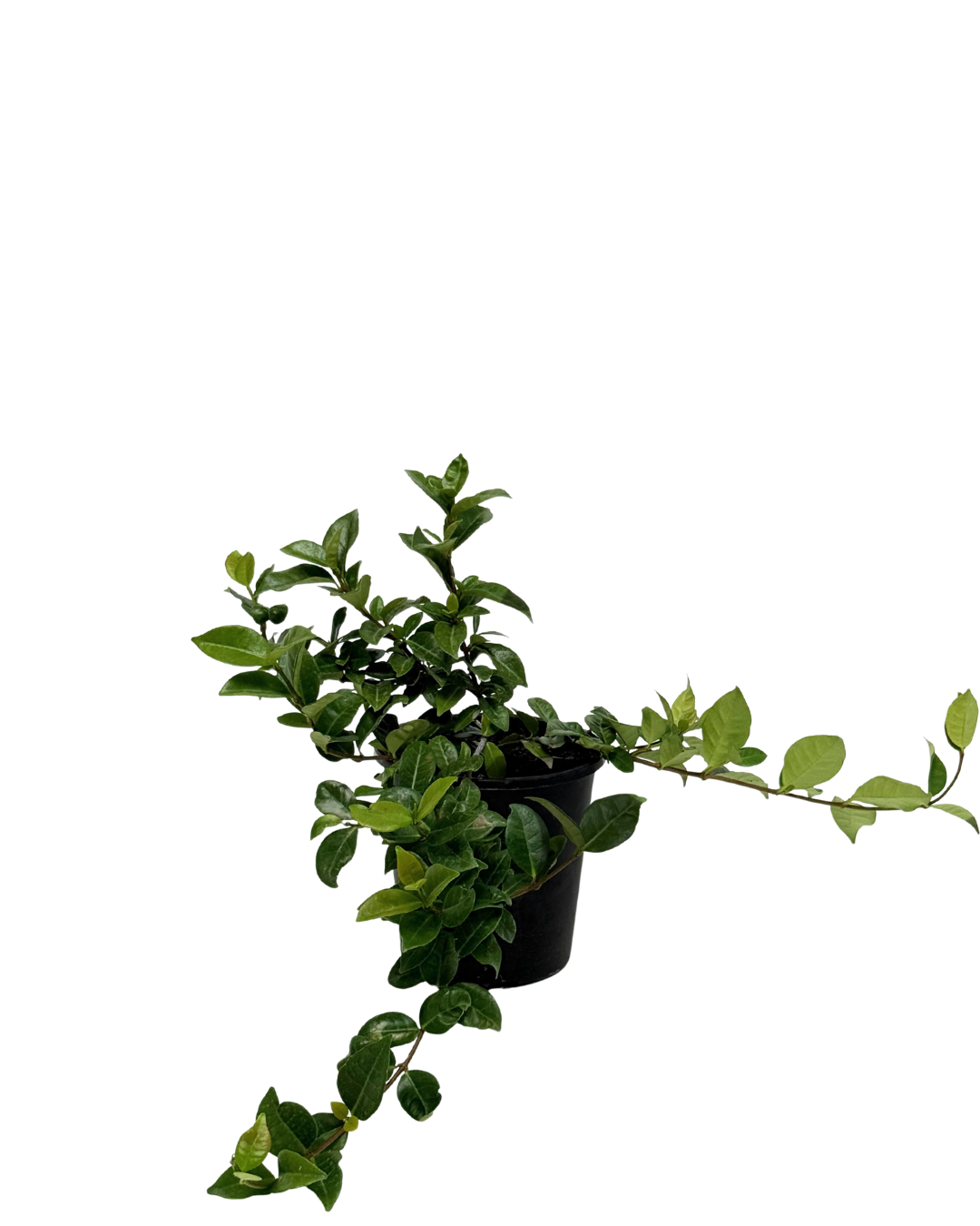 Trachelospermum Aziaticum