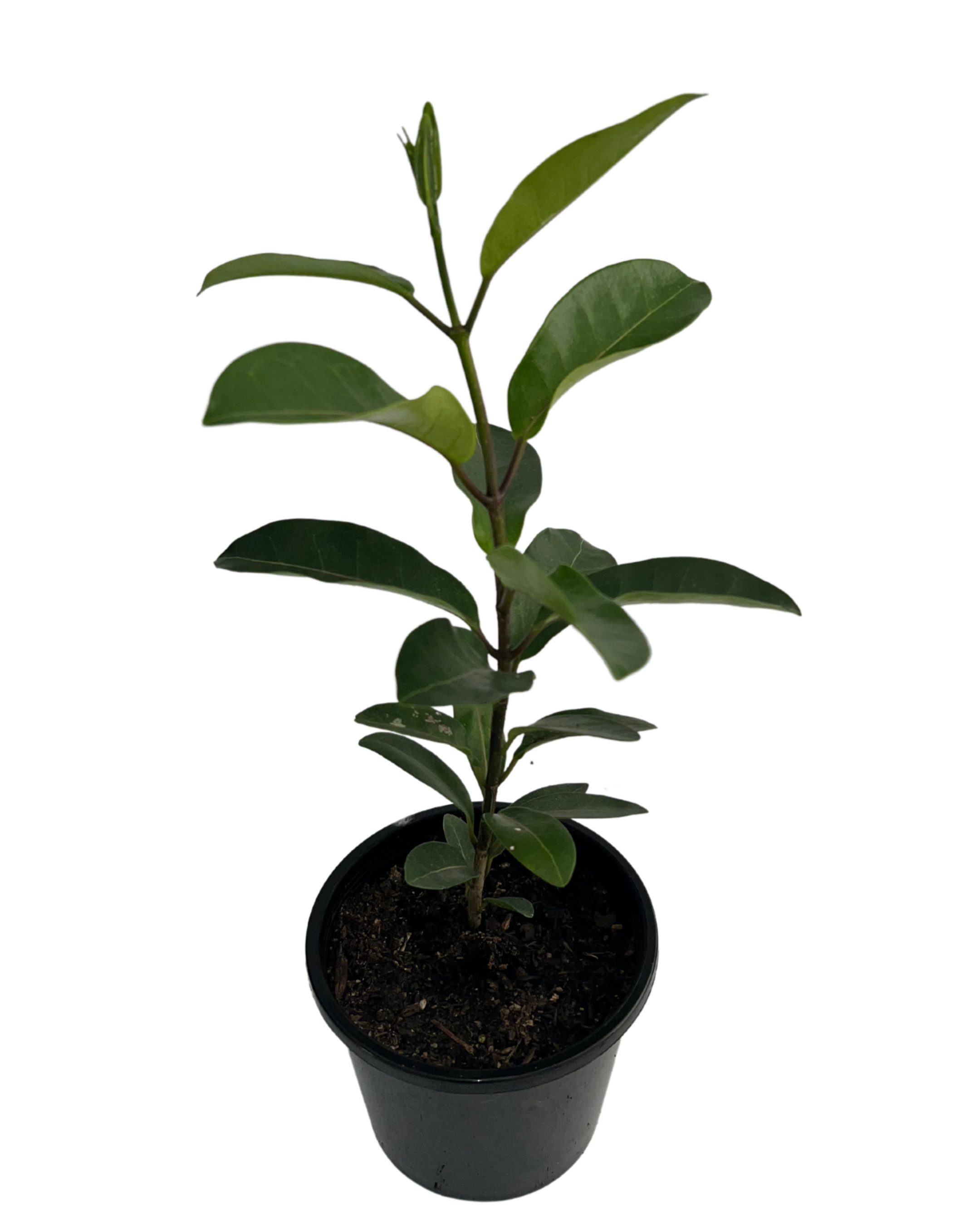 Madagascar Jasmine - Stephanotis Floribundae