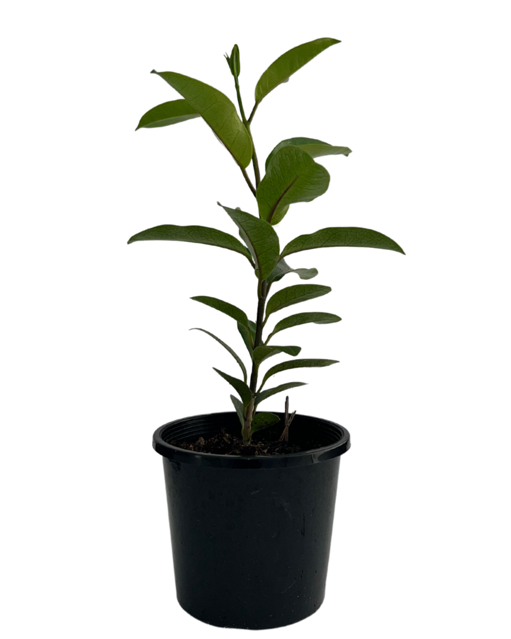 Madagascar Jasmine - Stephanotis Floribundae