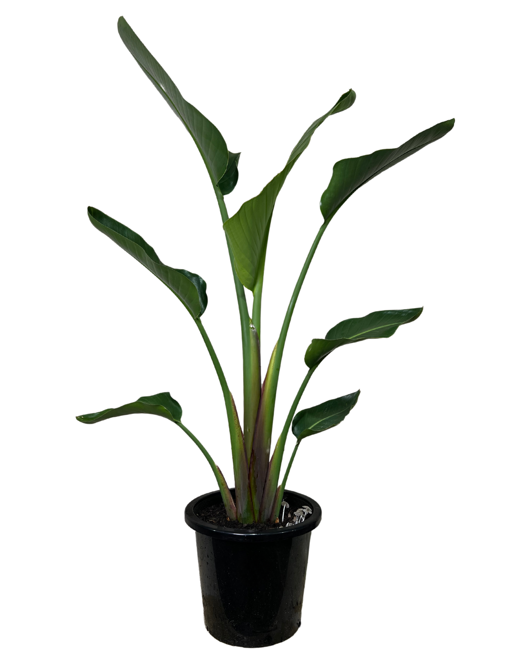 Bird of Paradise - Strelitzia Nicolai