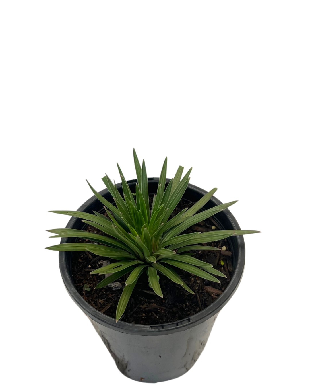 Stylidium Raptor Pink