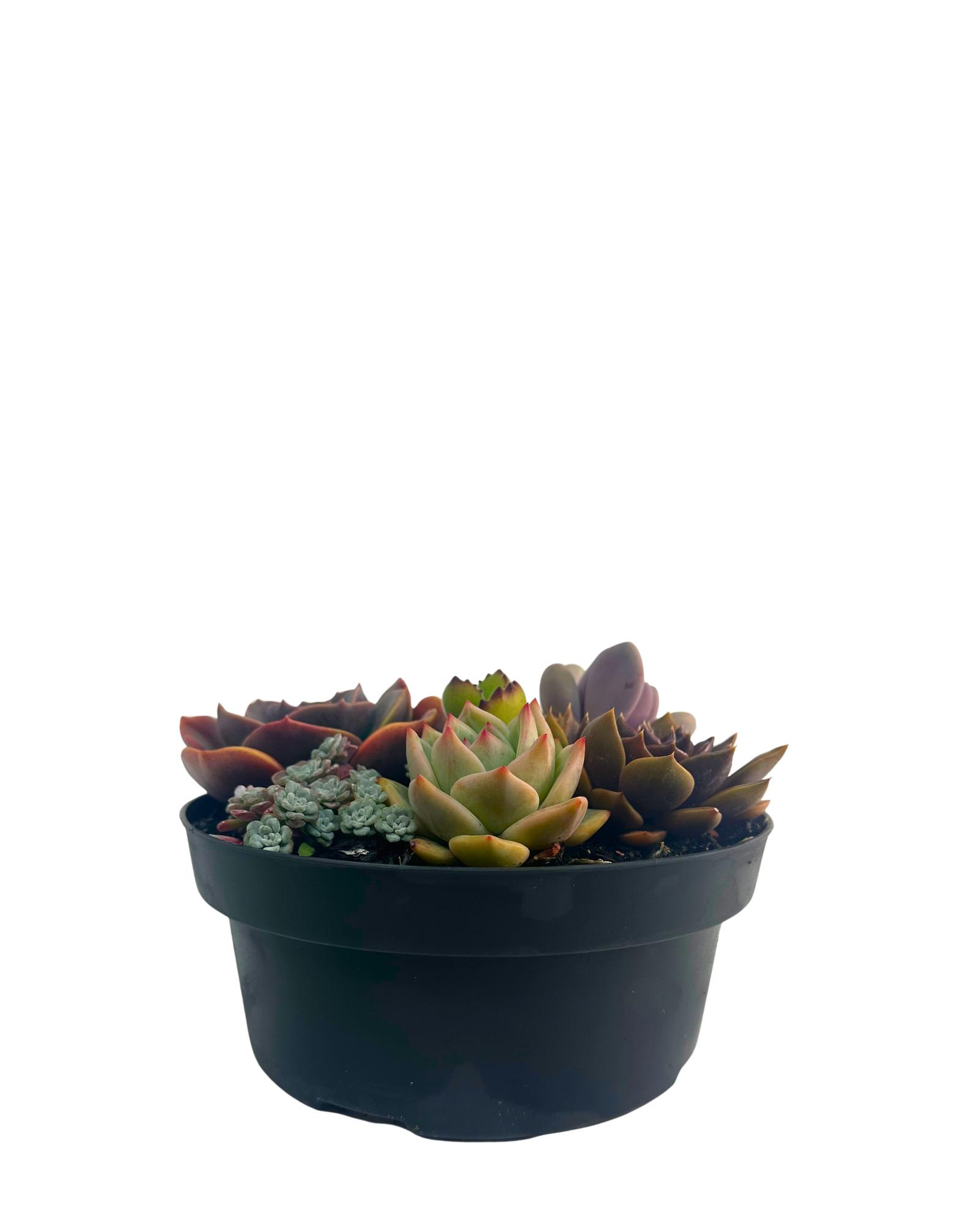Succulent Bowl