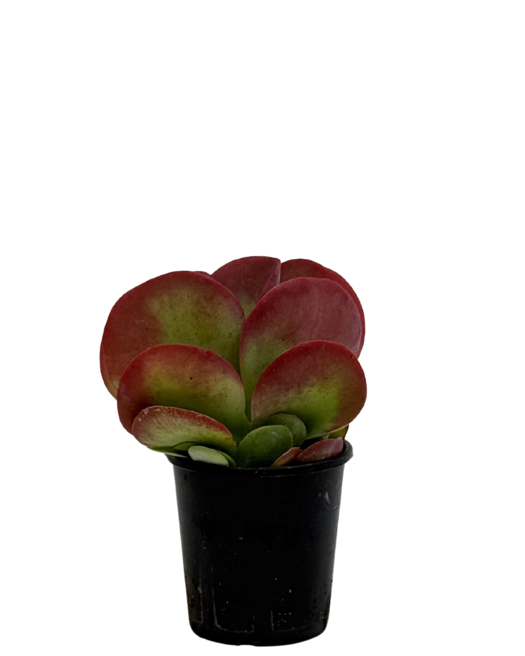 Kalanchoe Bronze Sculpture