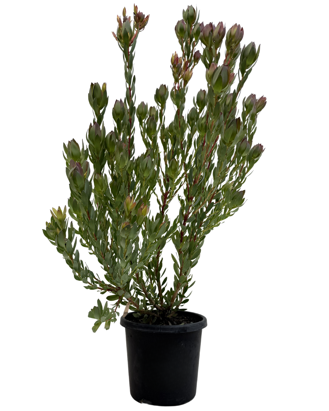 Leucadendron Summer Flame