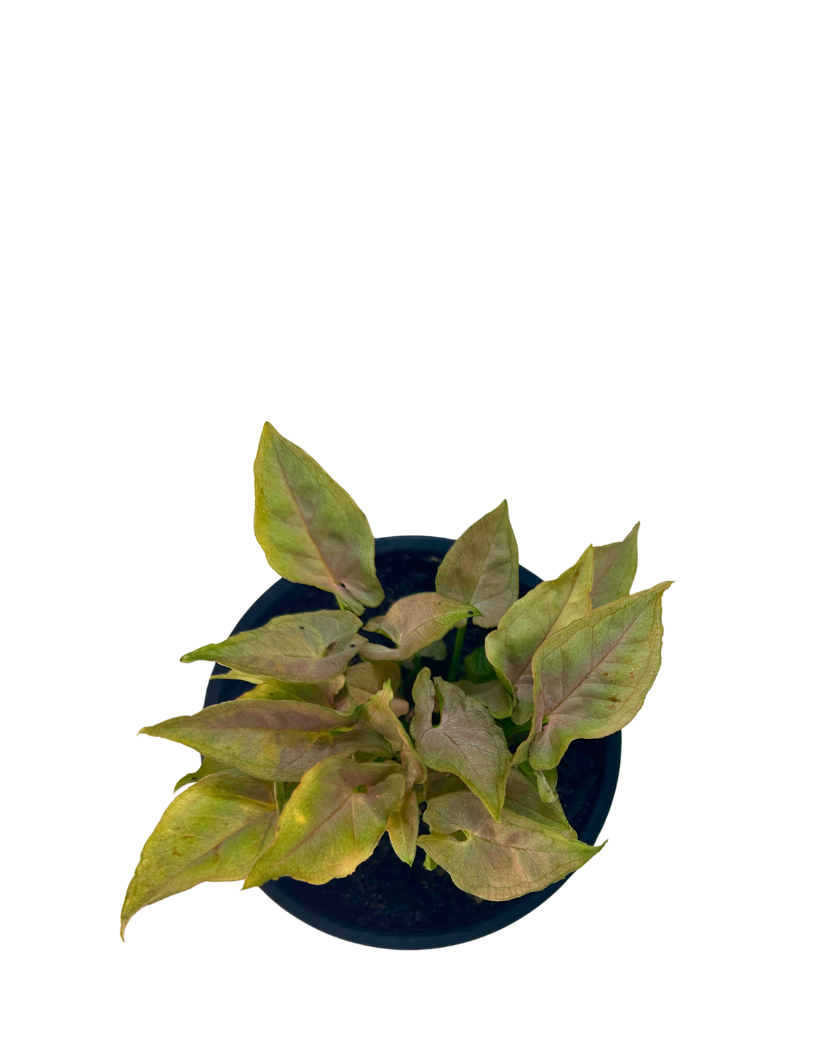 Syngonium Pink Arrow