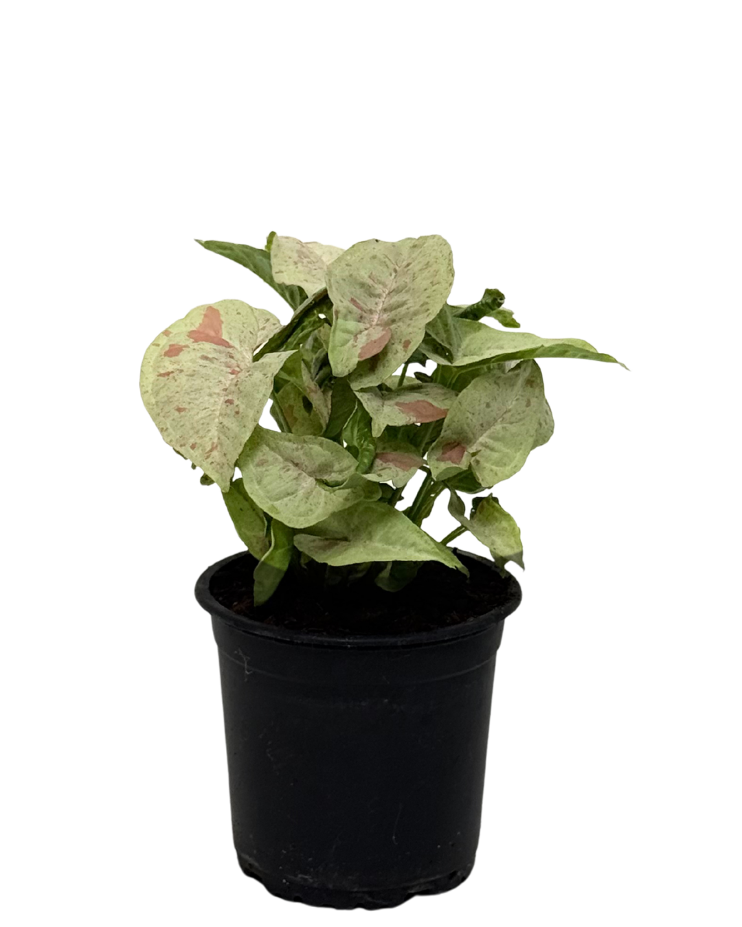Syngonium Confetti