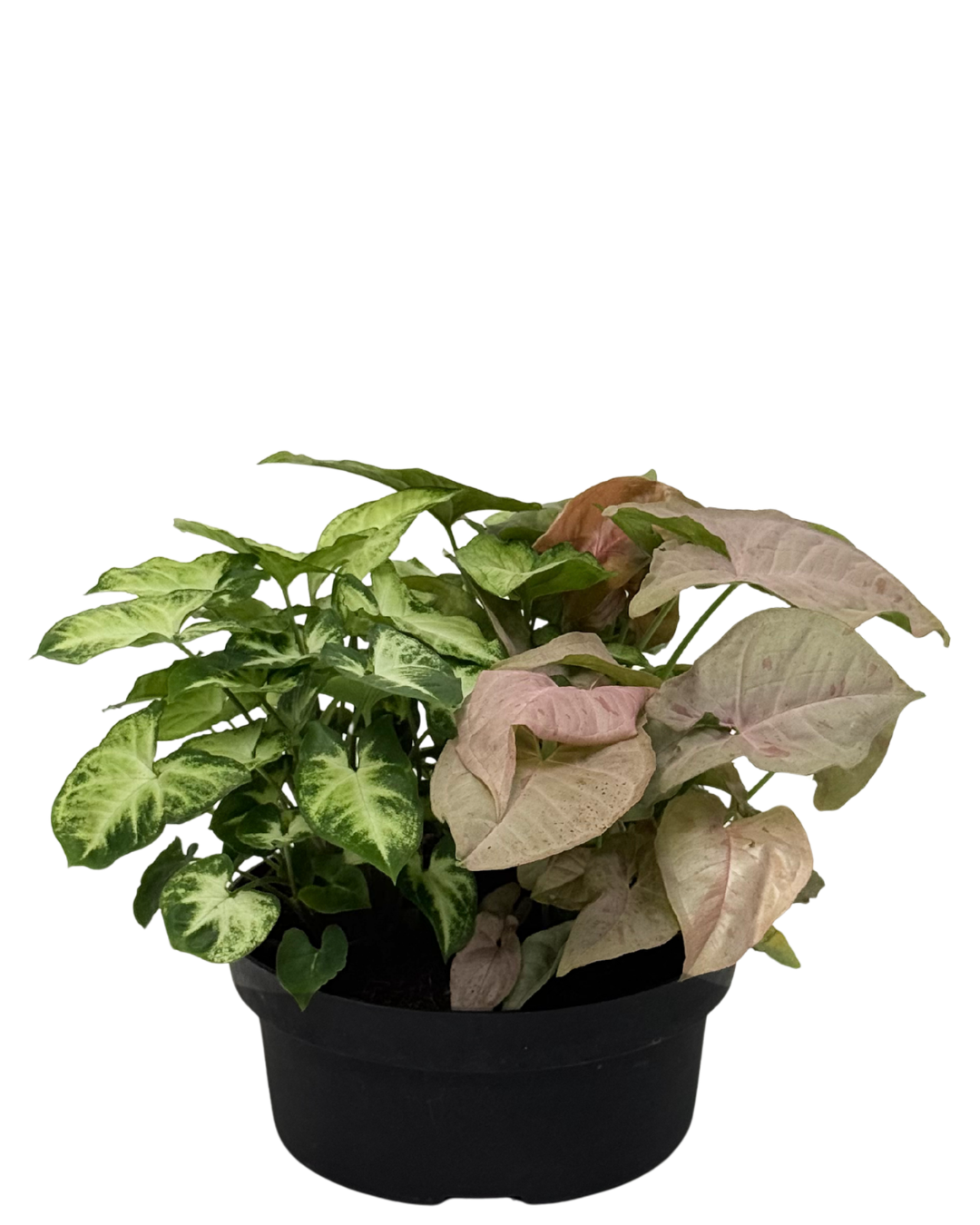 Syngonium Bowl