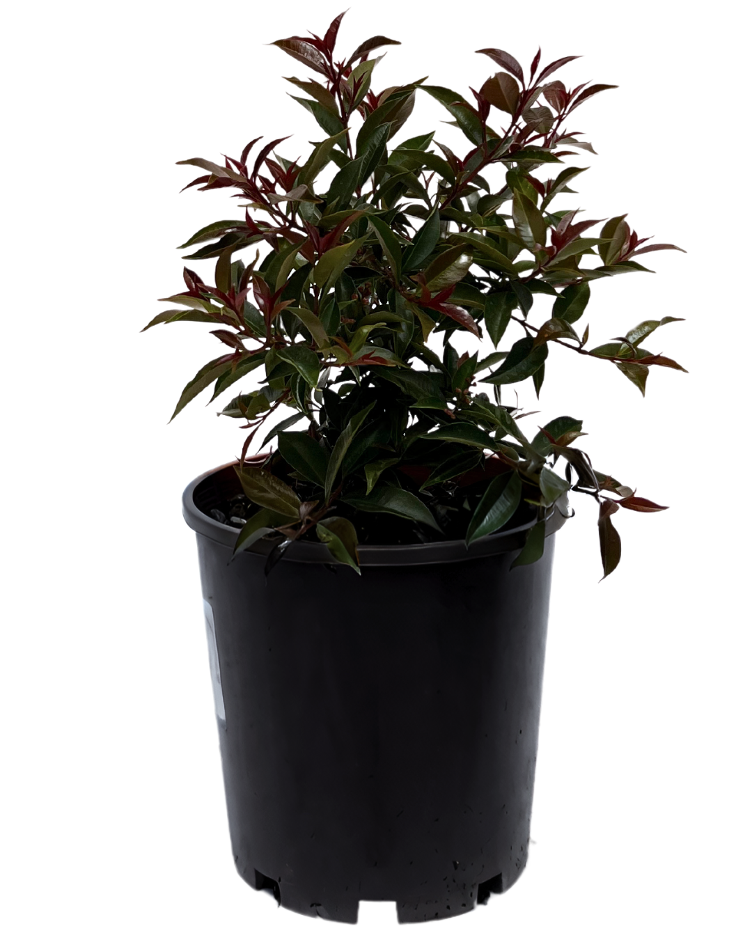 Syzygium Winter Lights