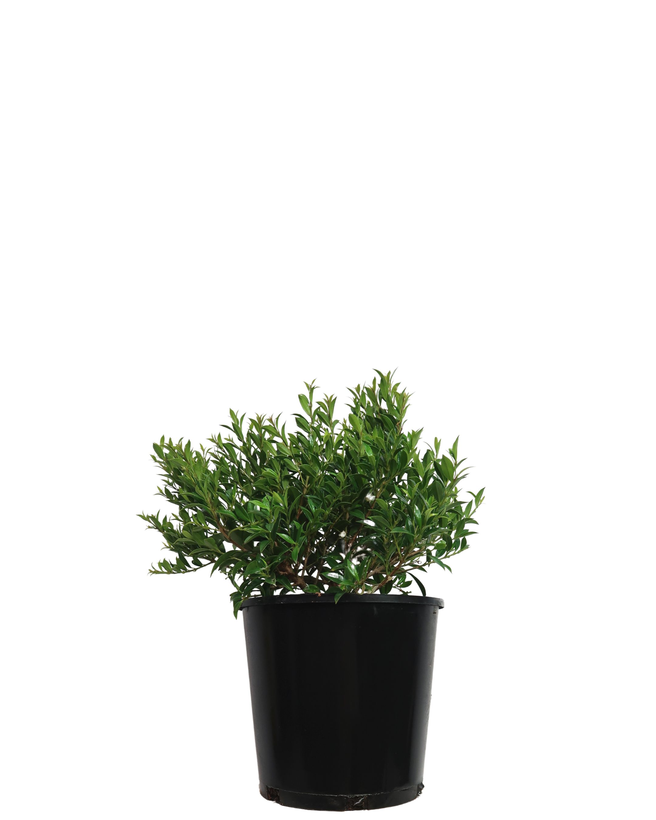 Syzygium Bush Christmas