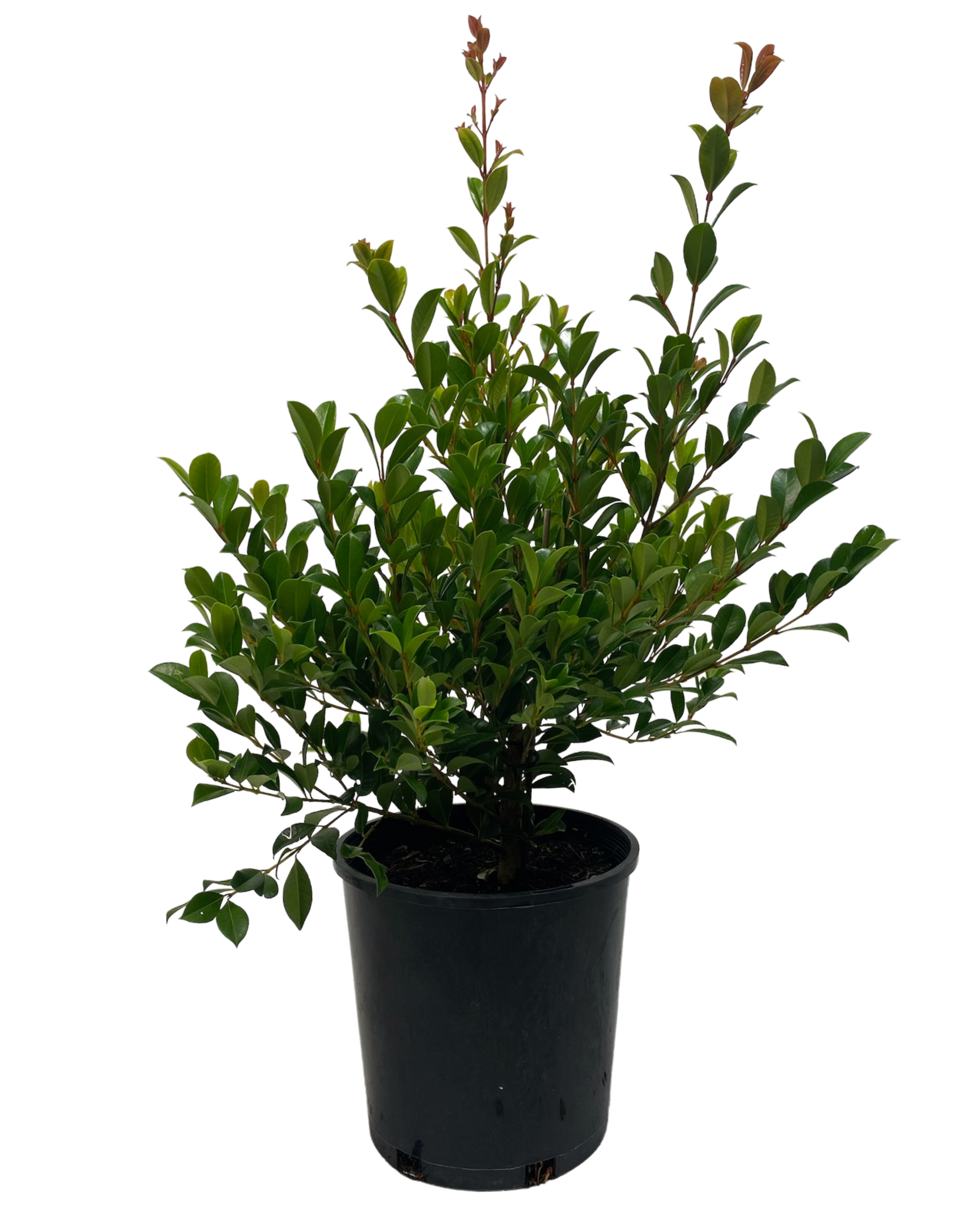 Syzygium Australe Resilience