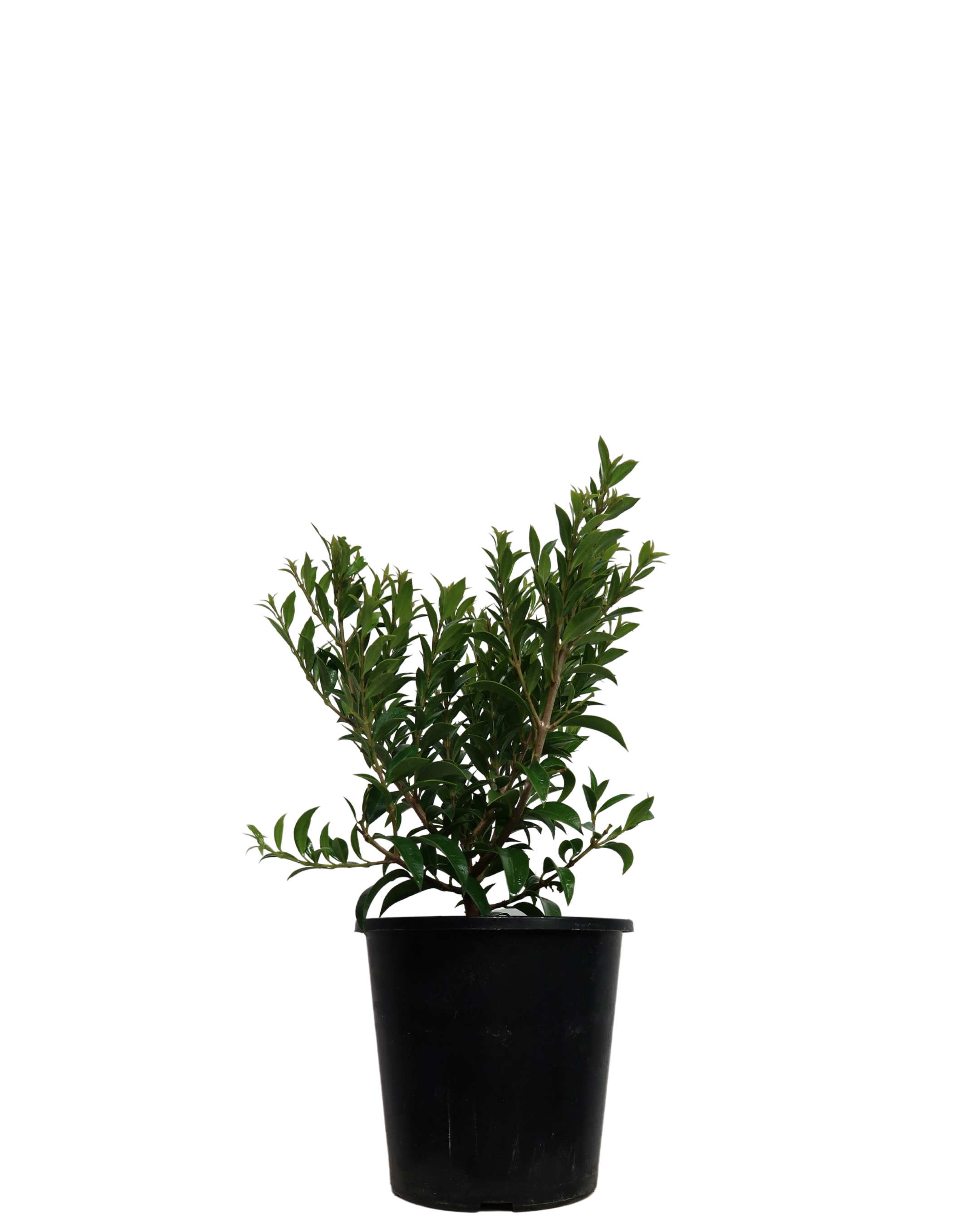 Syzygium Bush Christmas