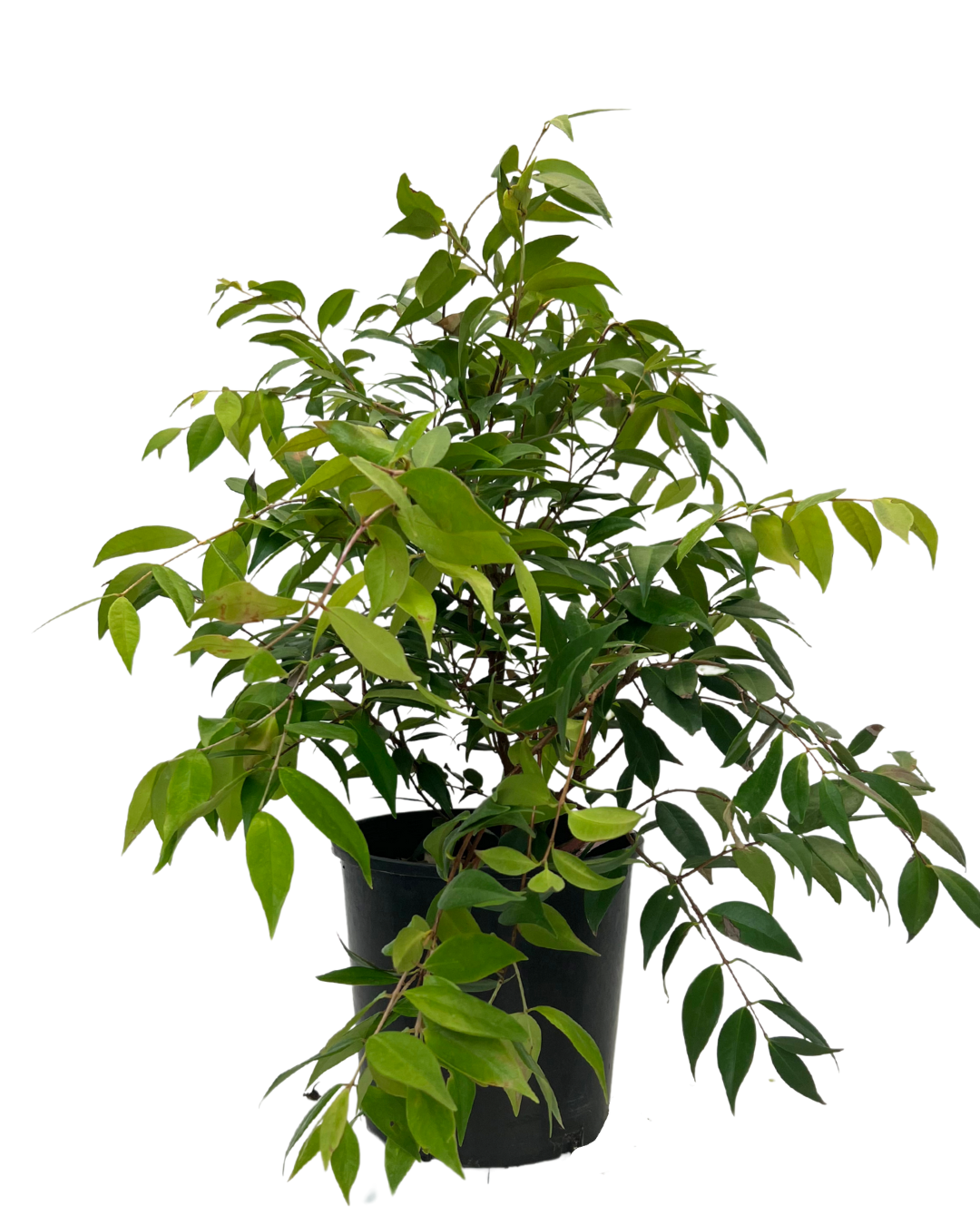 Syzygium Pink Cascade