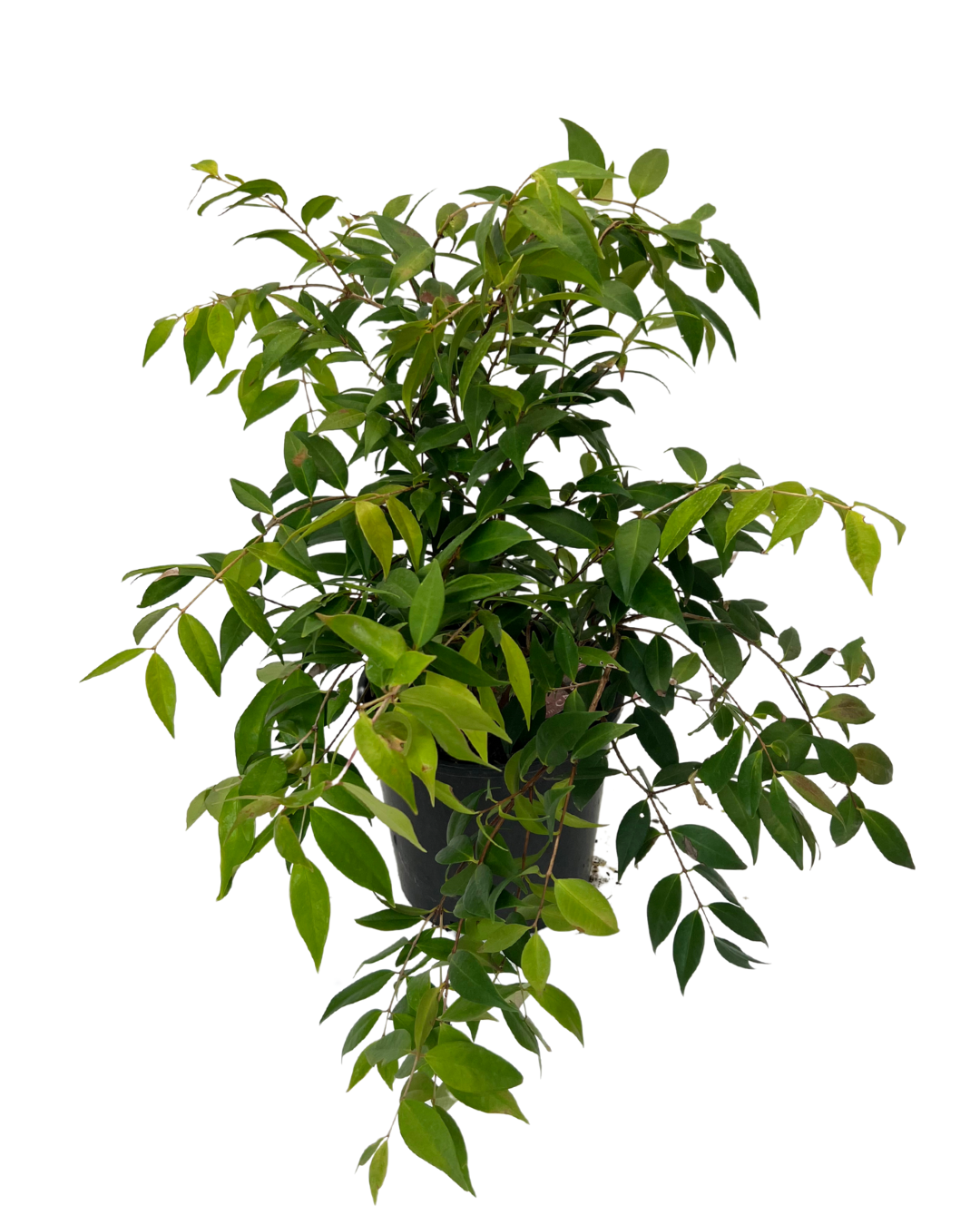 Syzygium Pink Cascade