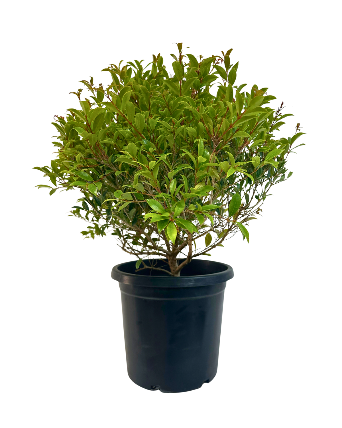 Syzygium Bush Christmas