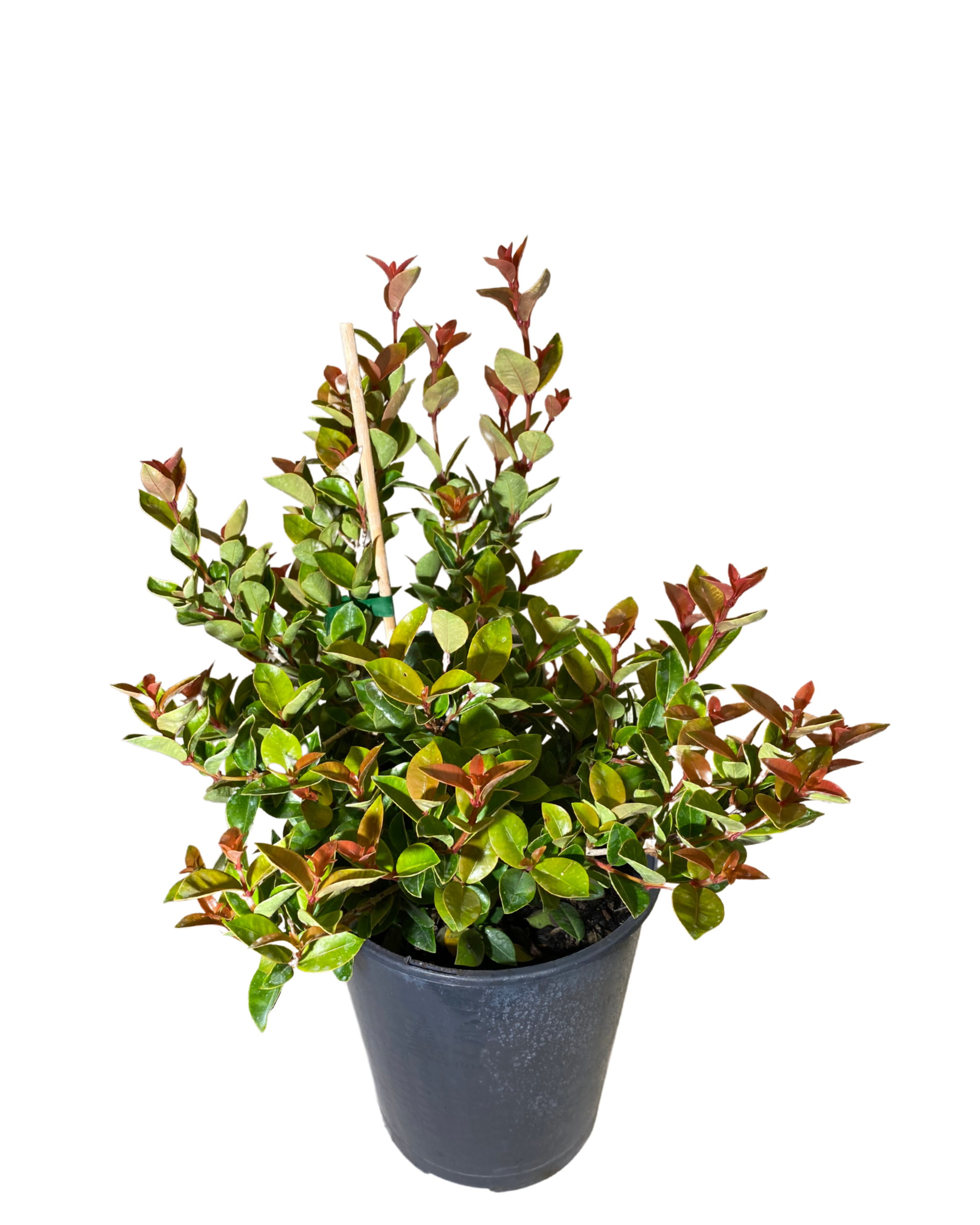 Syzygium Orange Twist