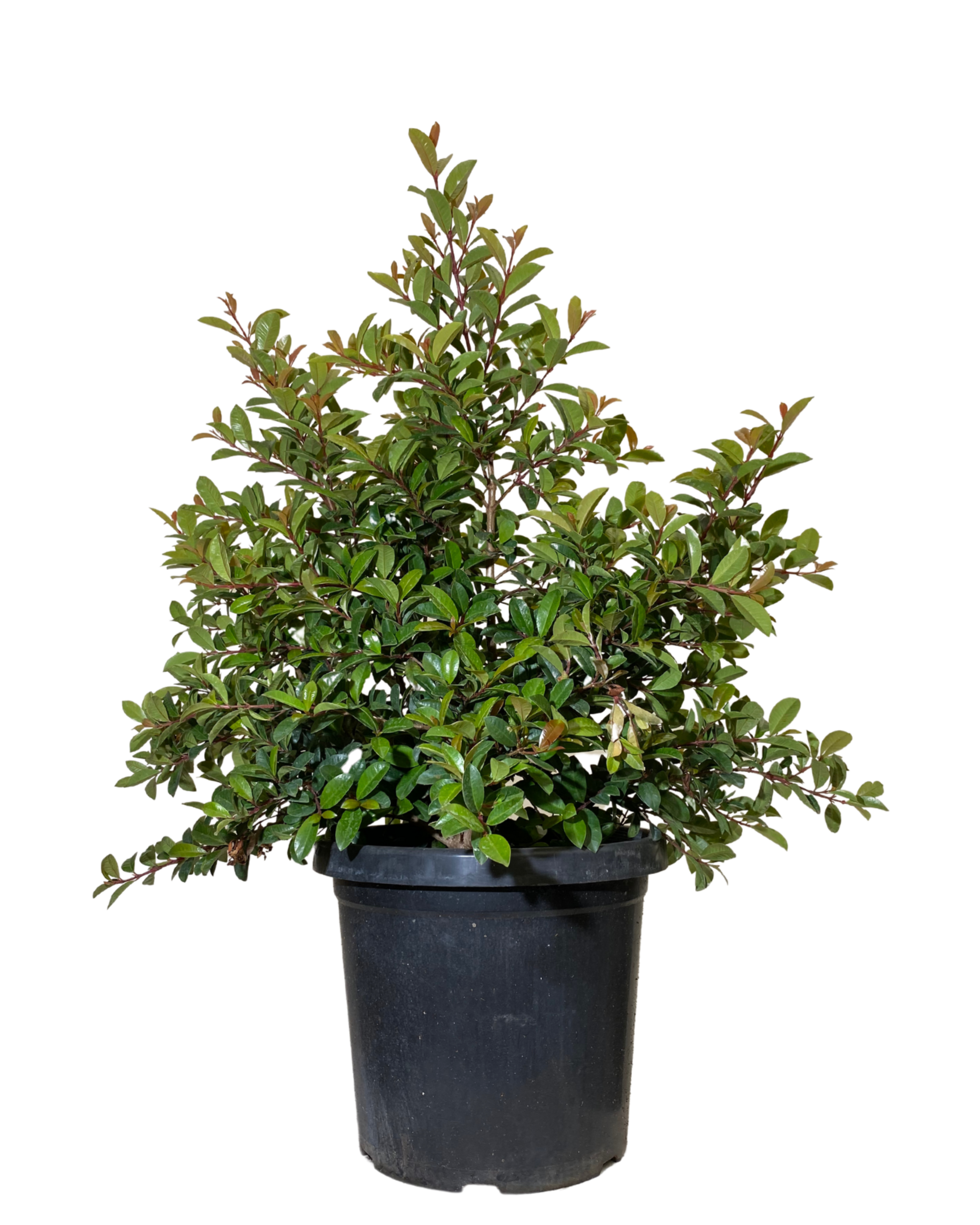 Syzygium Straight and Narrow