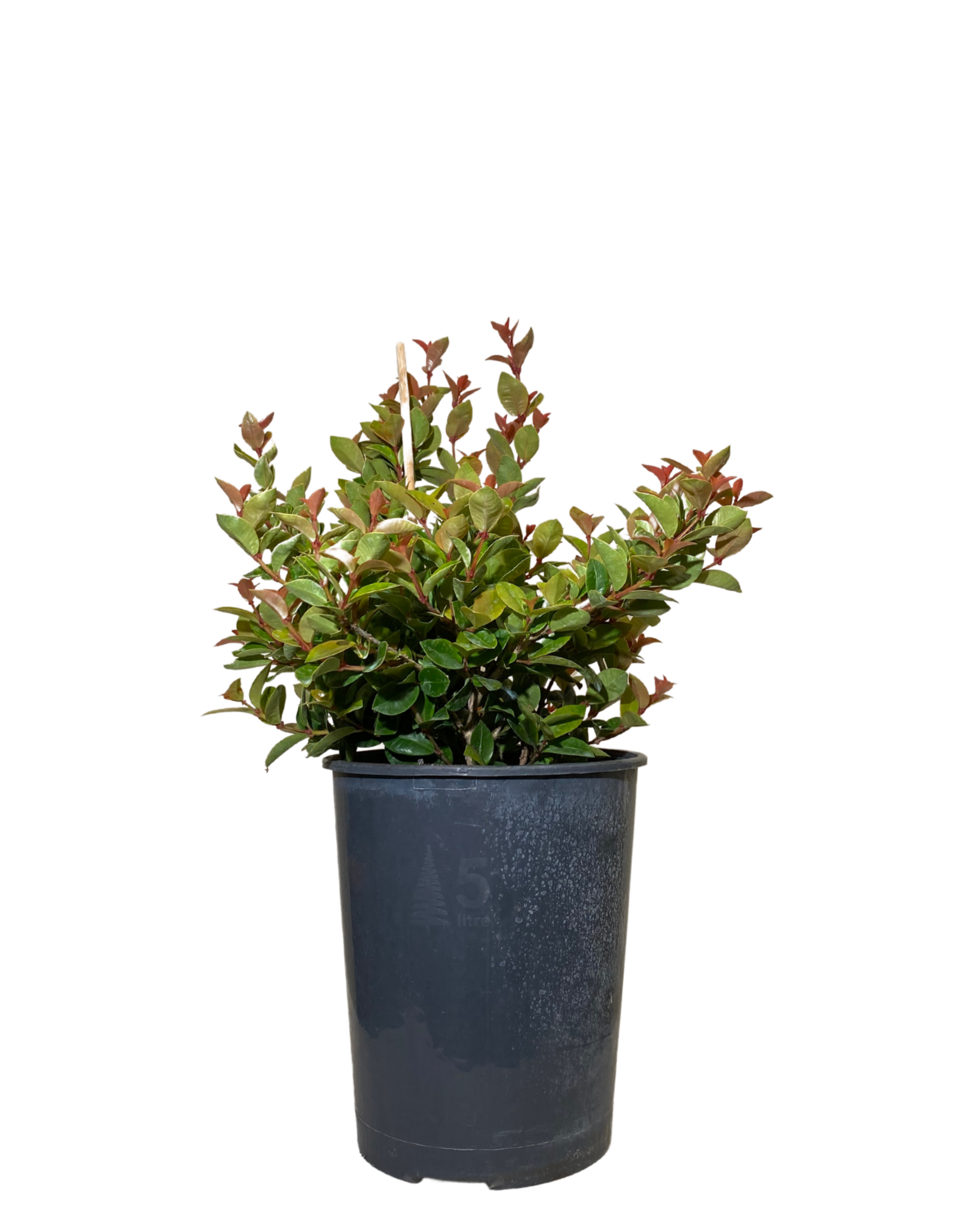 Syzygium Orange Twist