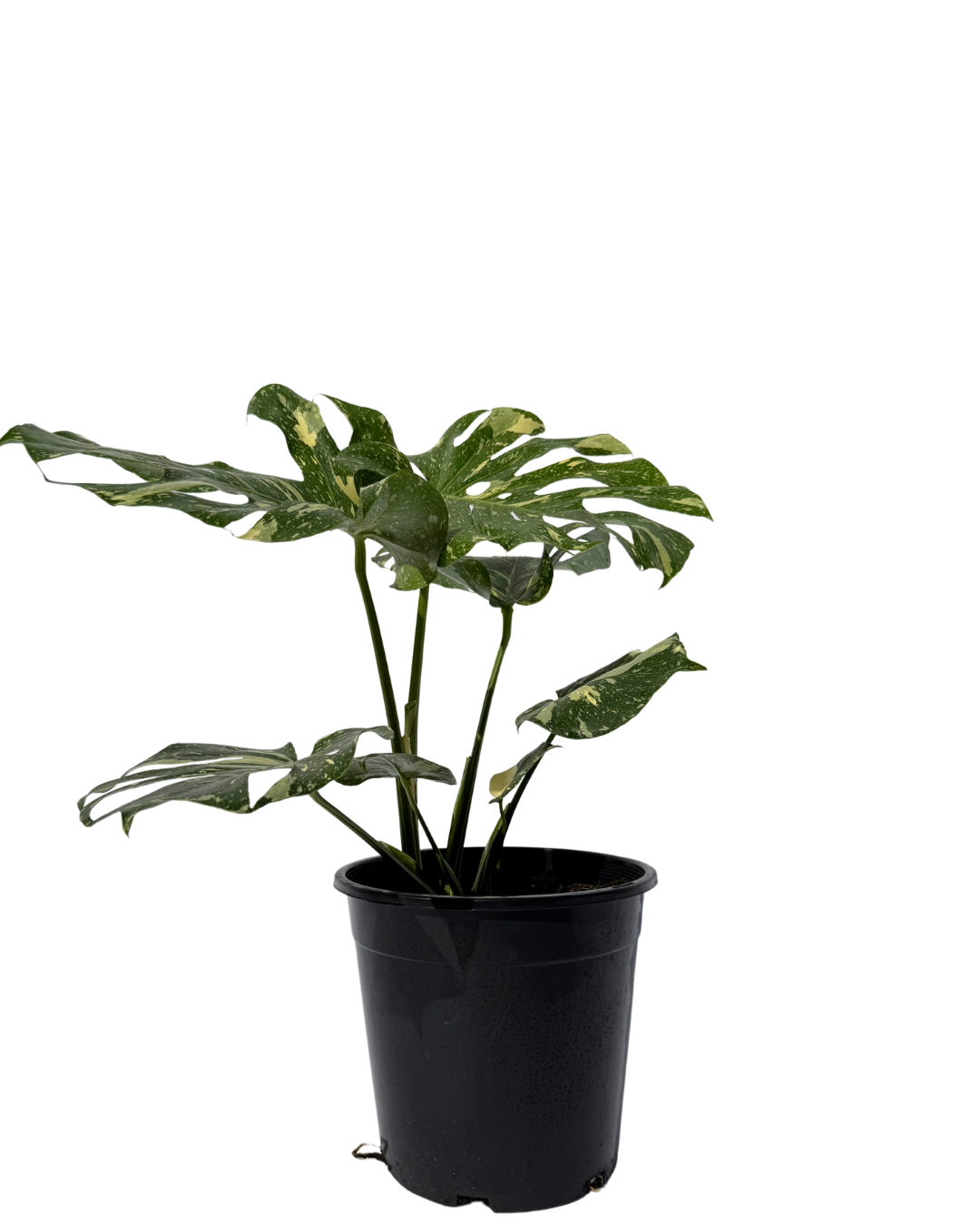 Monstera Thai Constellation