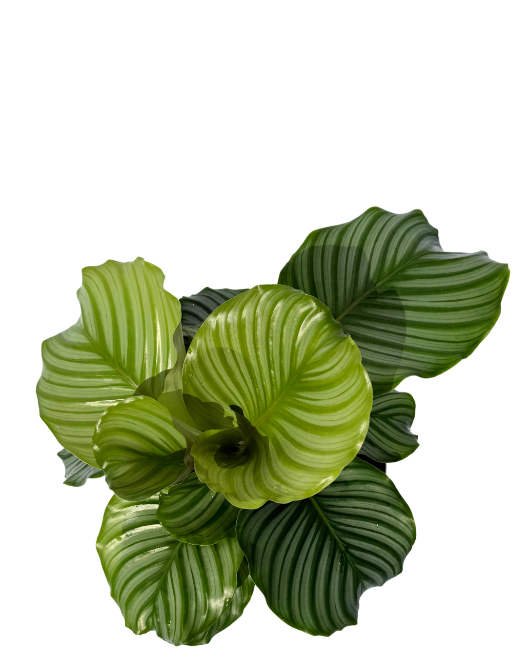 Calathea Orbifolia