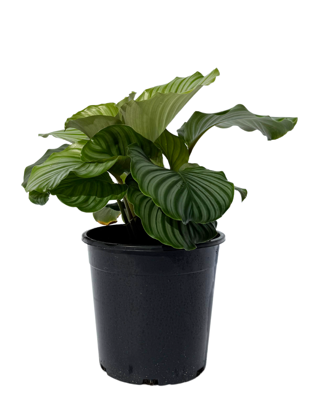 Calathea Orbifolia