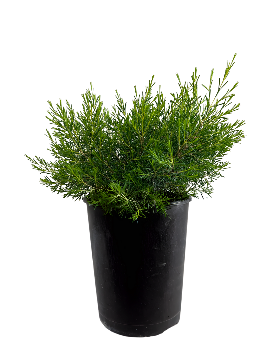 Geraldton Wax - Chamelaucium Tiny Dancer