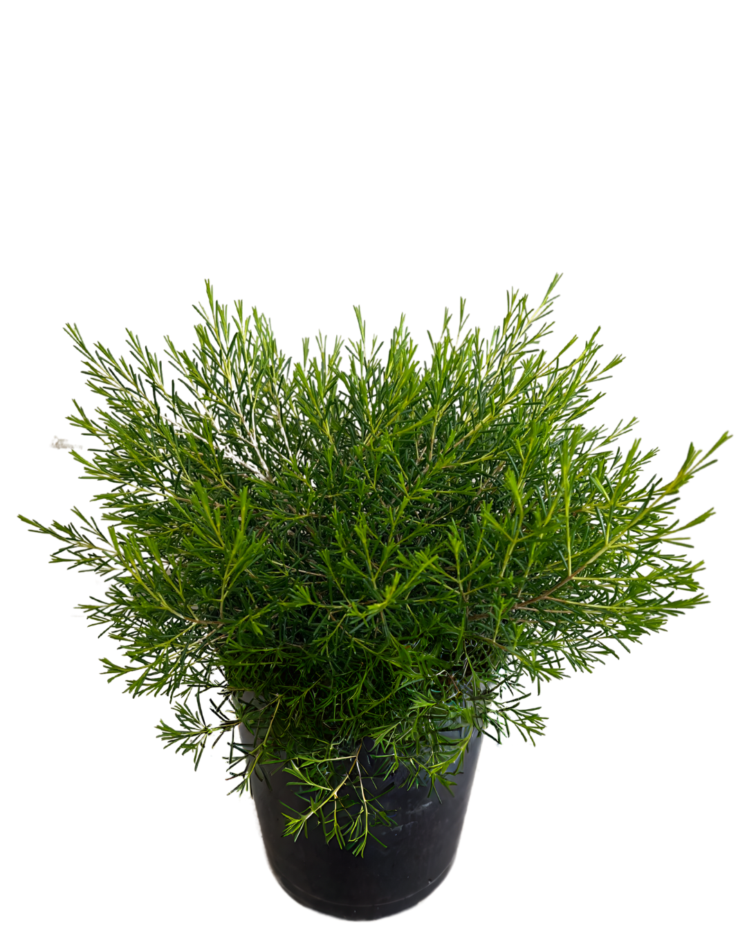 Geraldton Wax - Chamelaucium Tiny Dancer