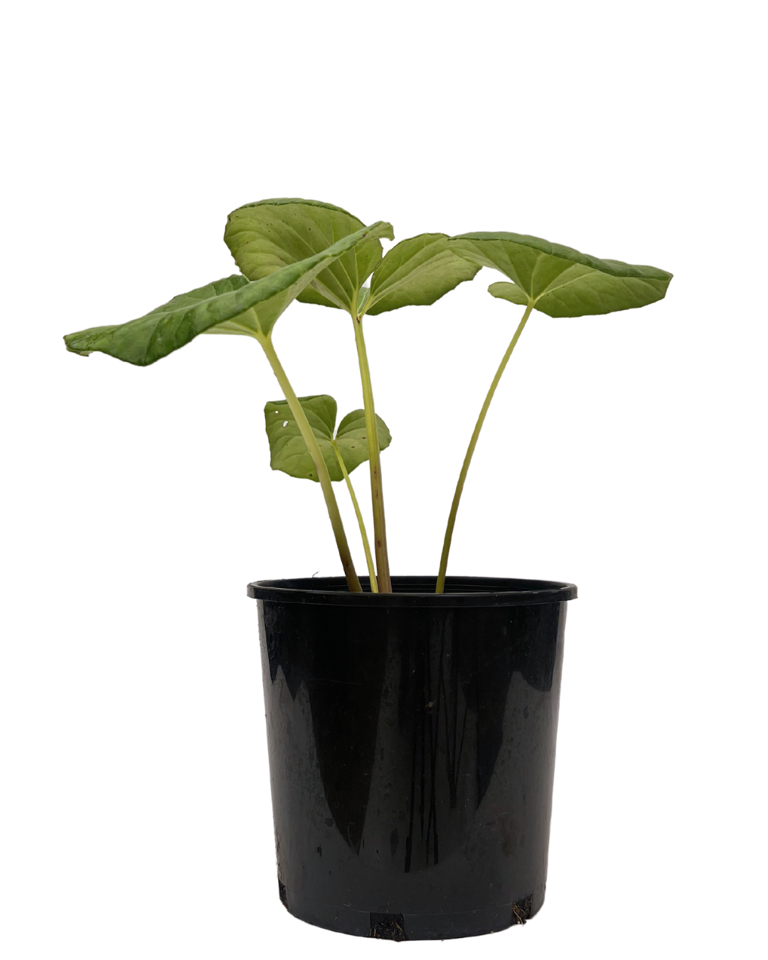 elephant ear plant perth Ligularia Dentata | Indoor Plant Perth